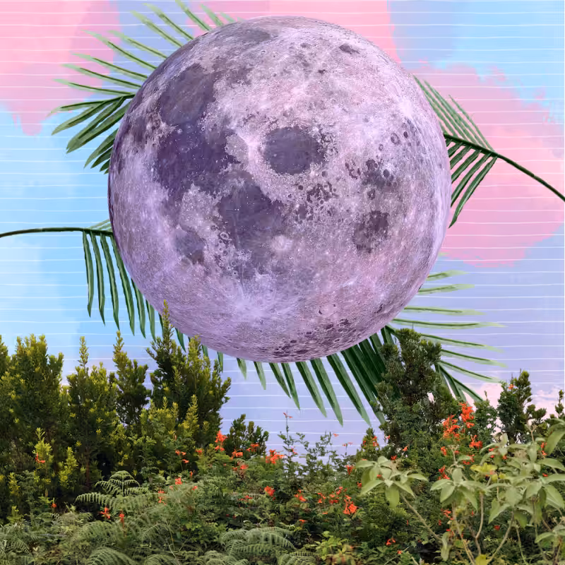 Pink Moon #39