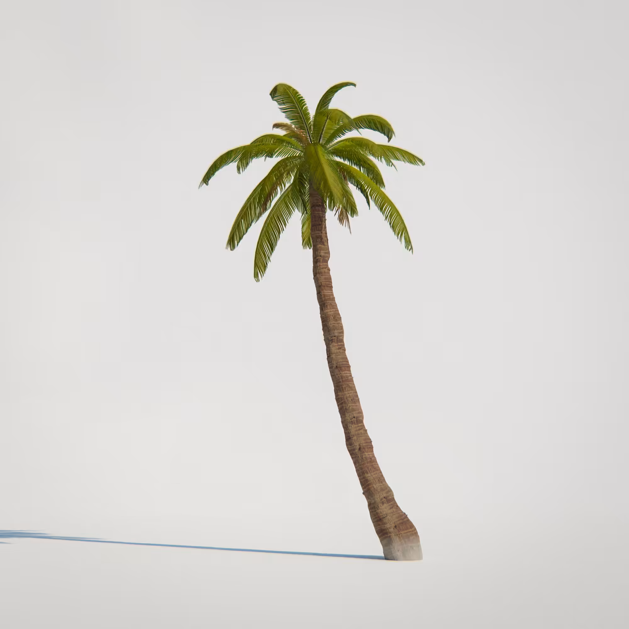 Palm Tree