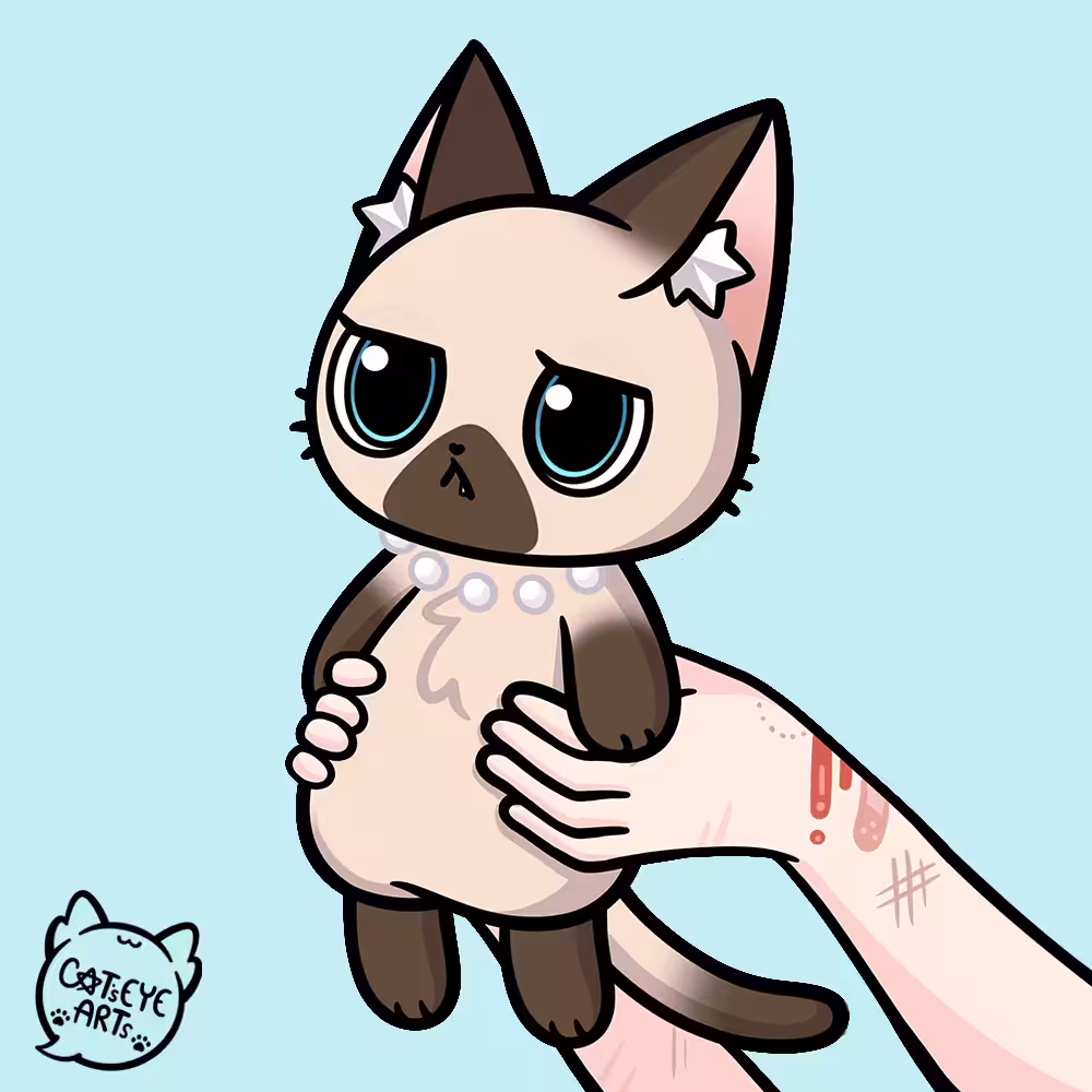 Look at My siamese cat