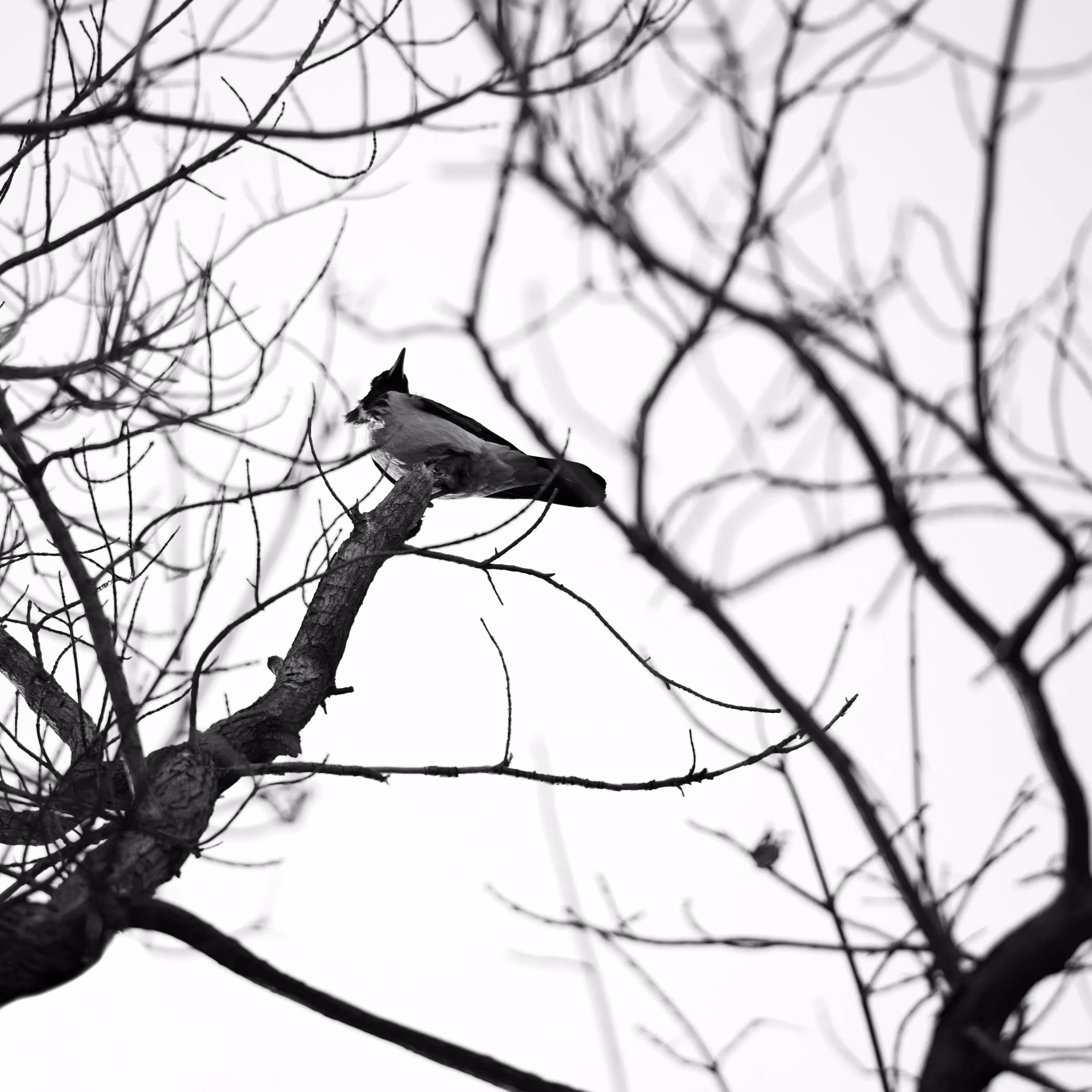 Silence 