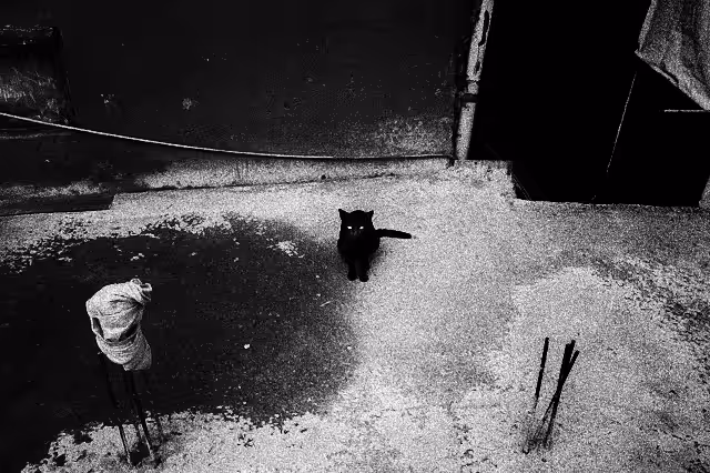 Cute Cat