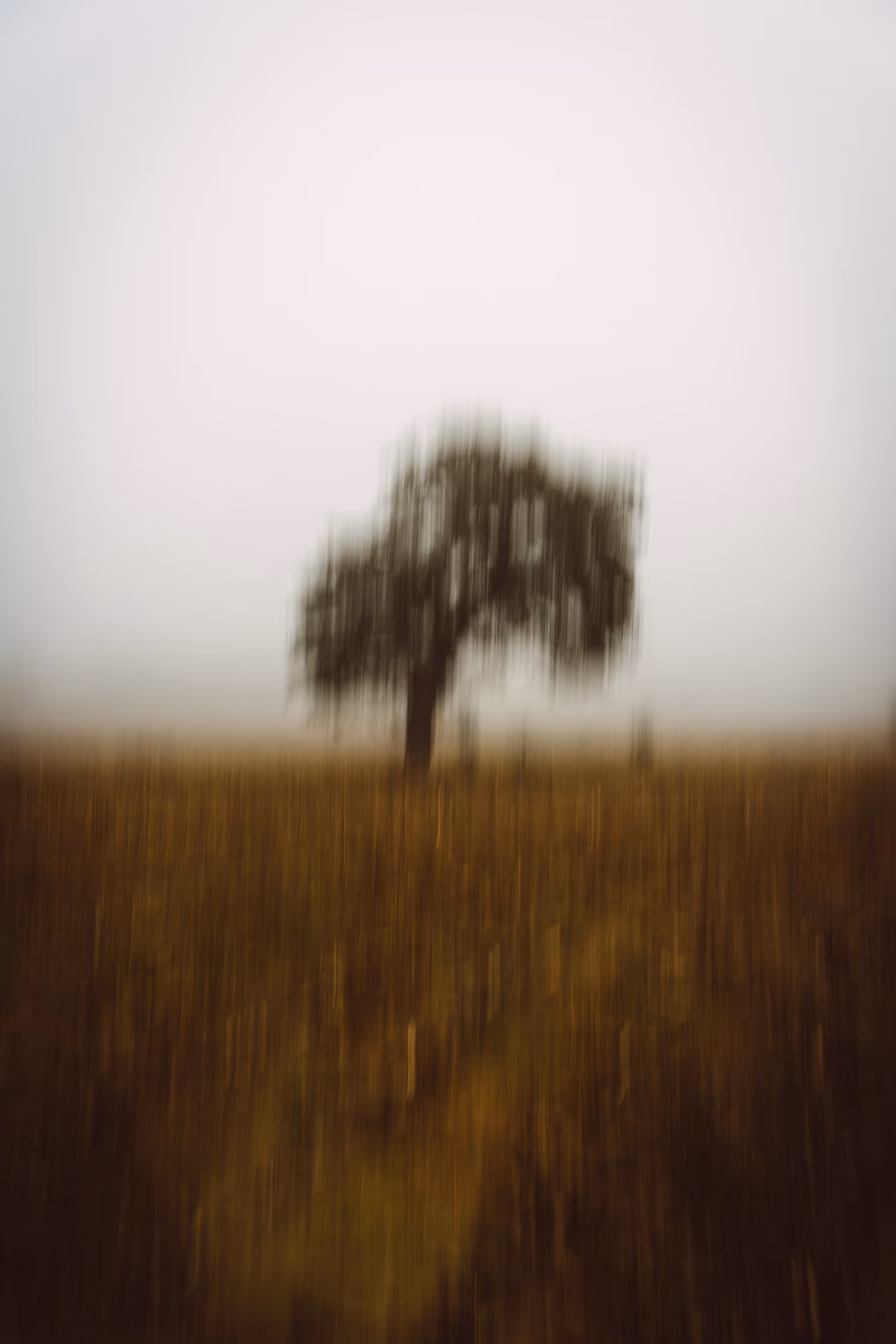 The Lonely Tree