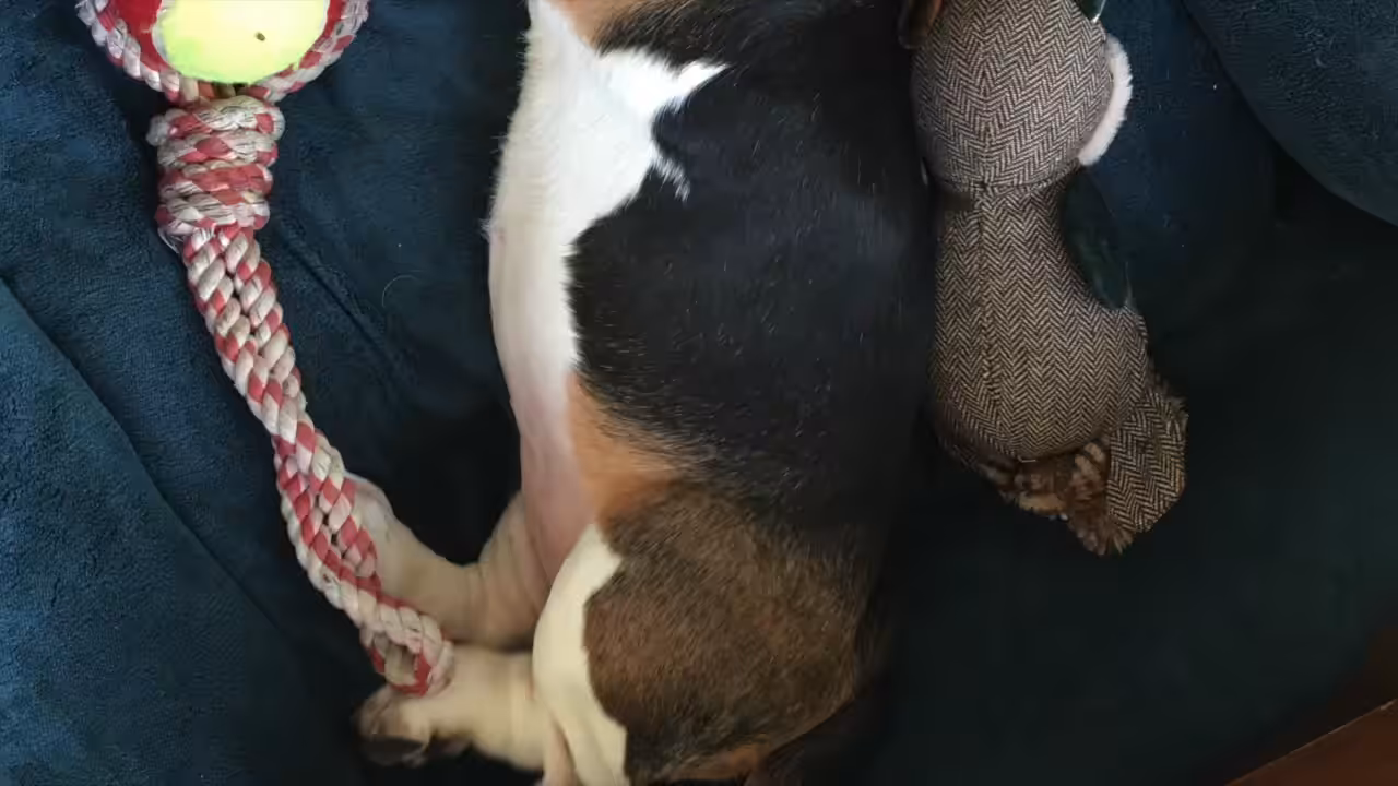 Do dogs dream of electronic raves?