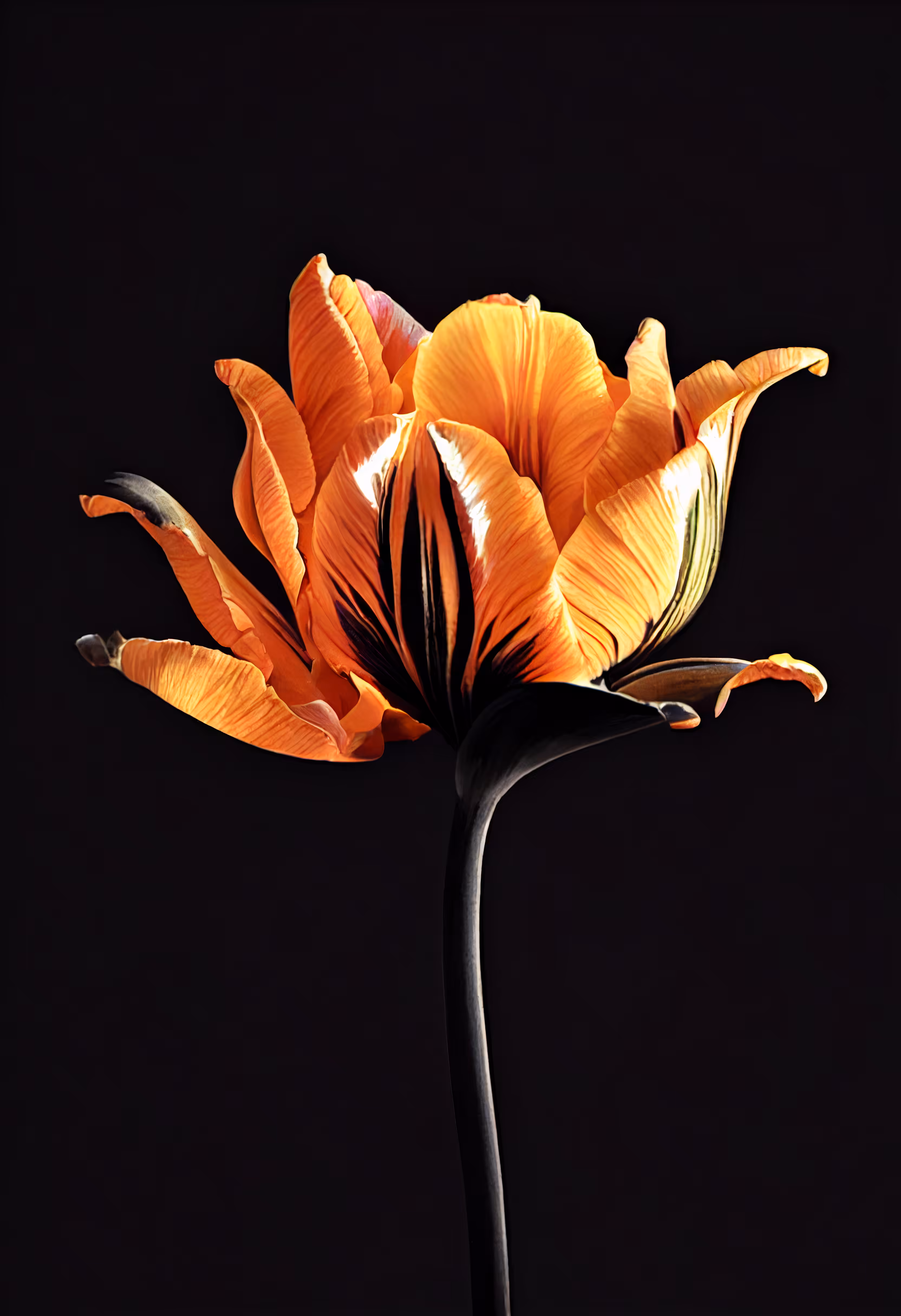 A Flower, Just For You. #231