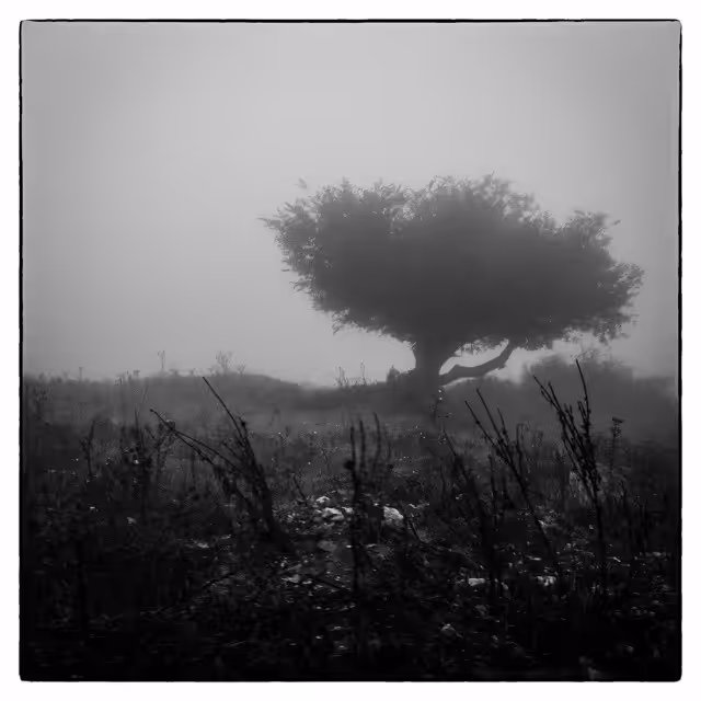 The Whispering Tree