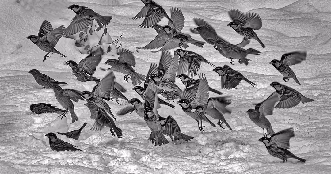 Bird flight 15