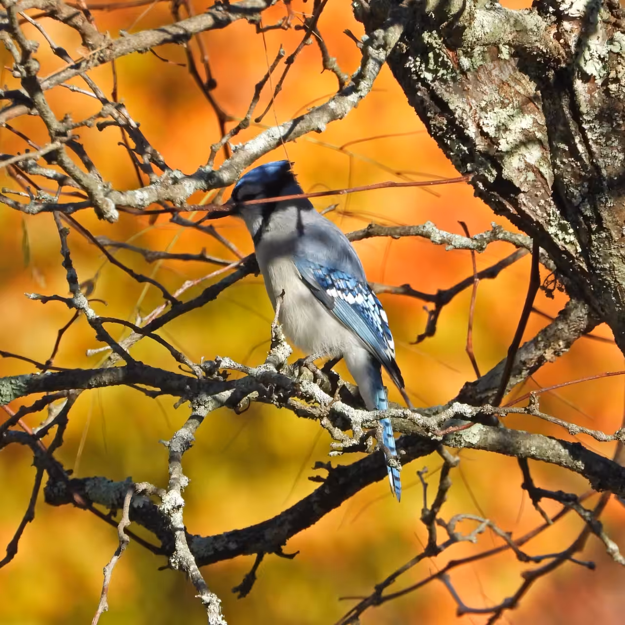 Blue Jay Flow
