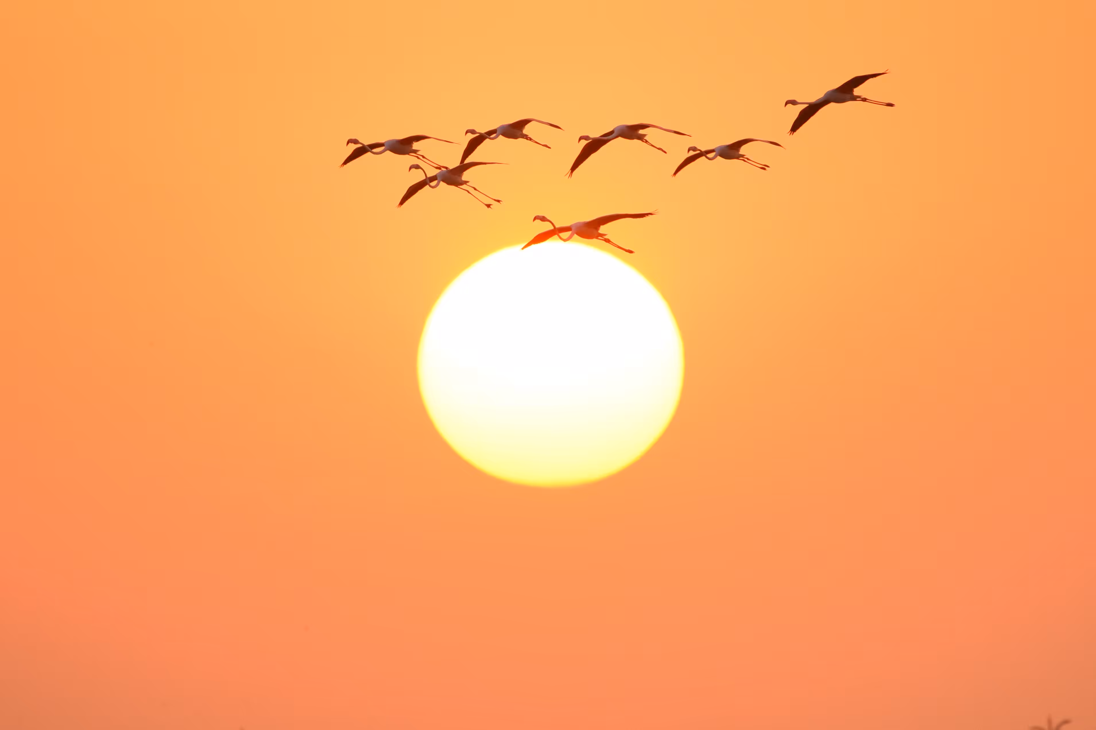 The Sky Beauties