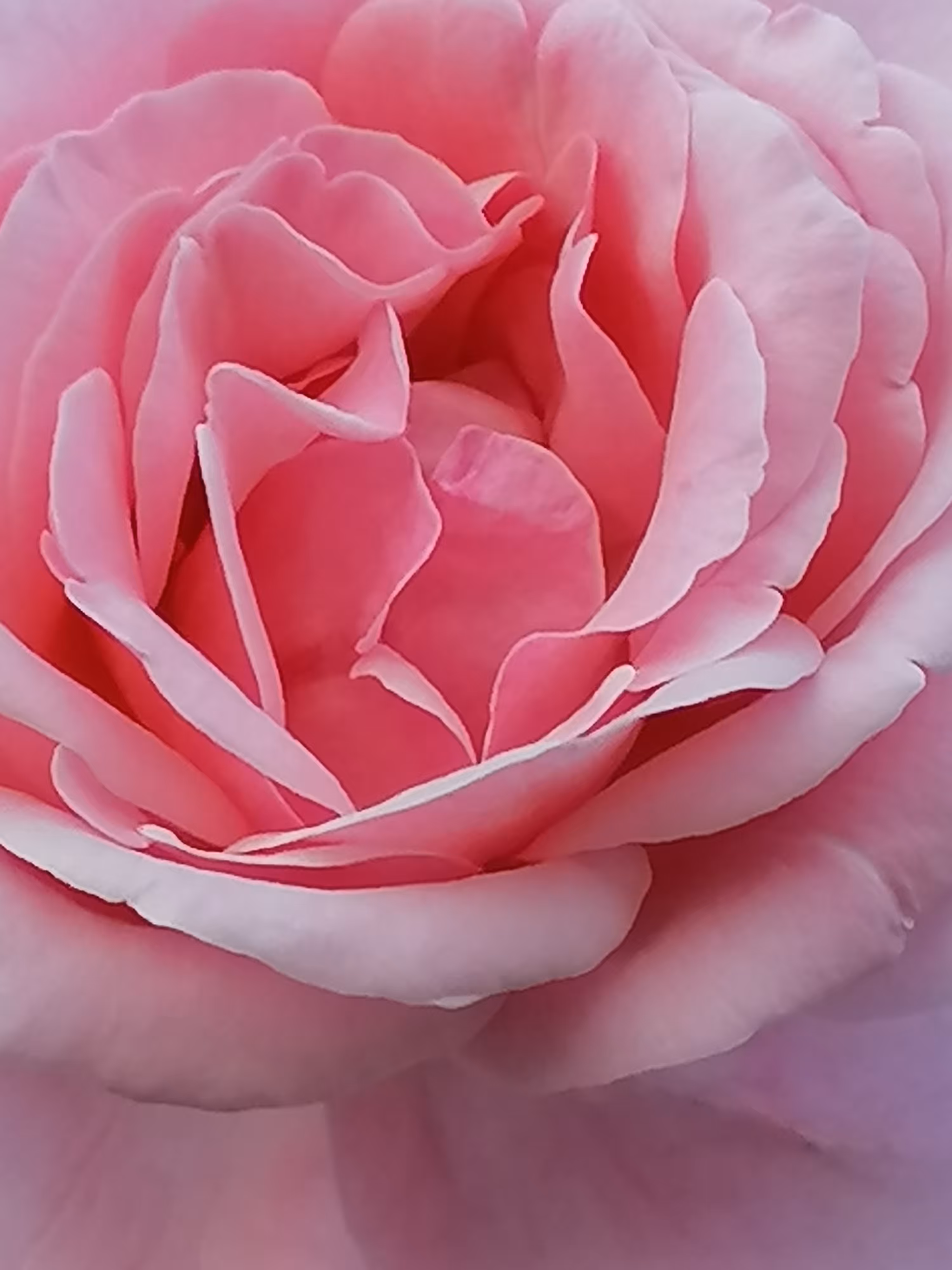 My lovely  Rose 