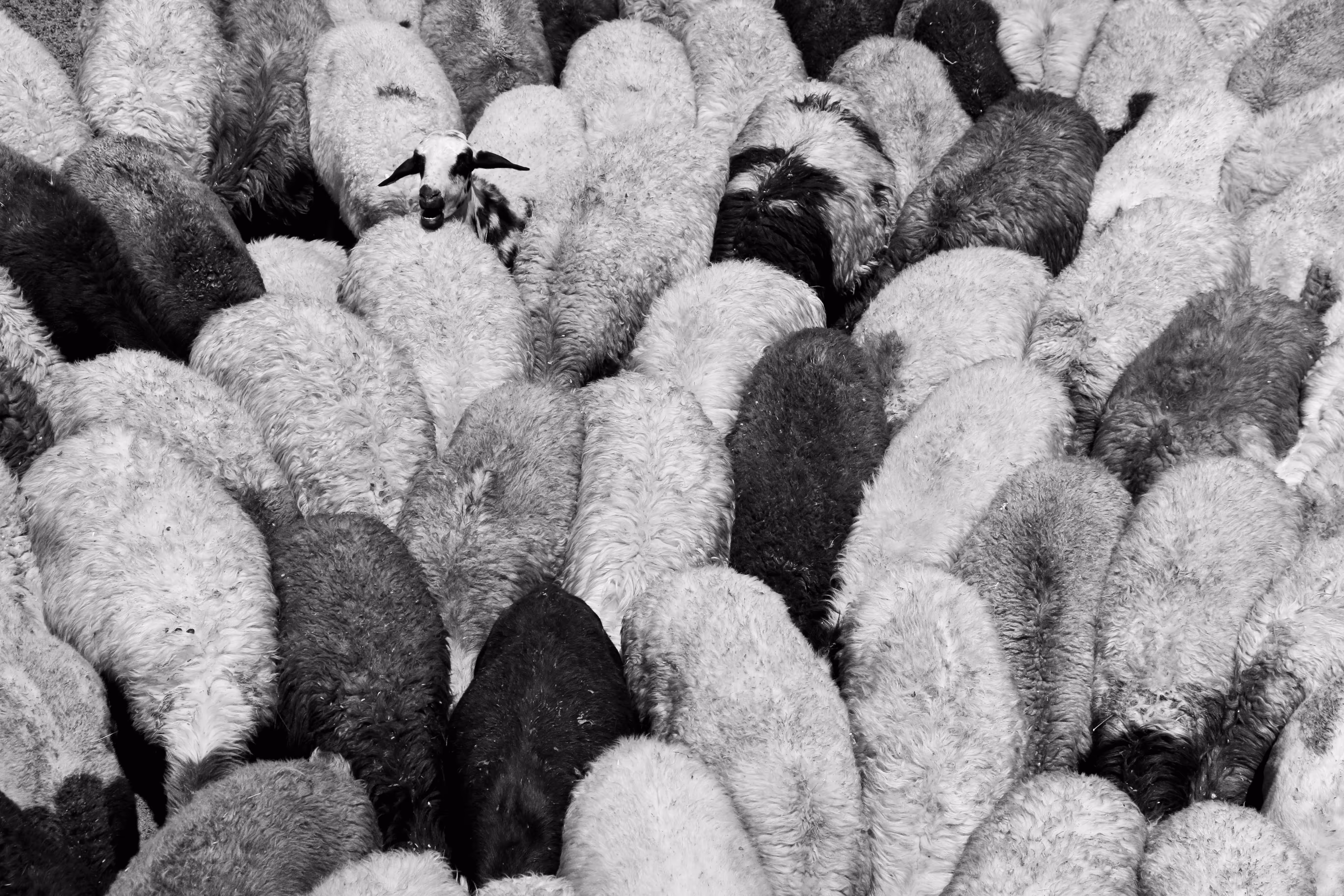 sleeping sheep 2
