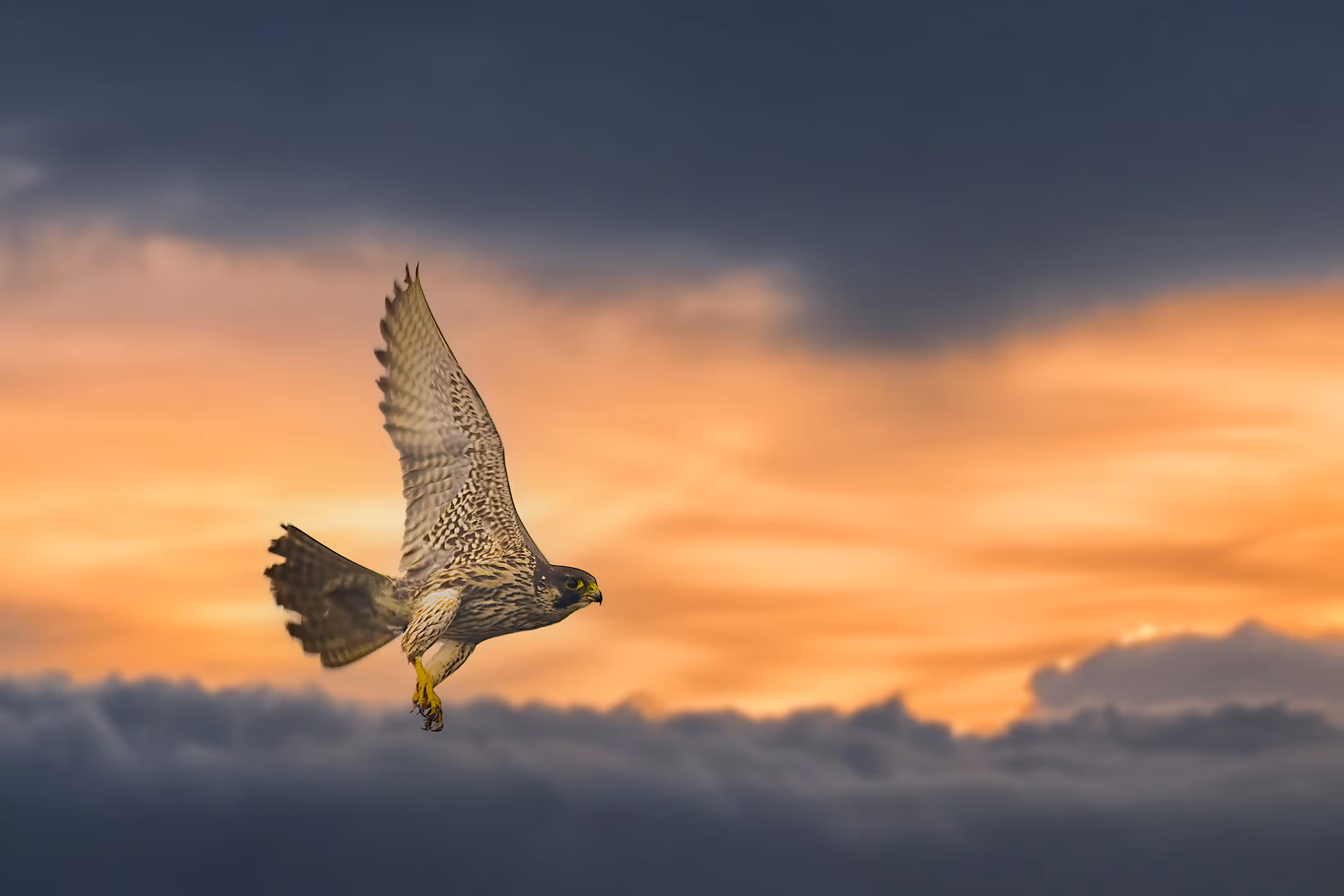 HIGH FLYER