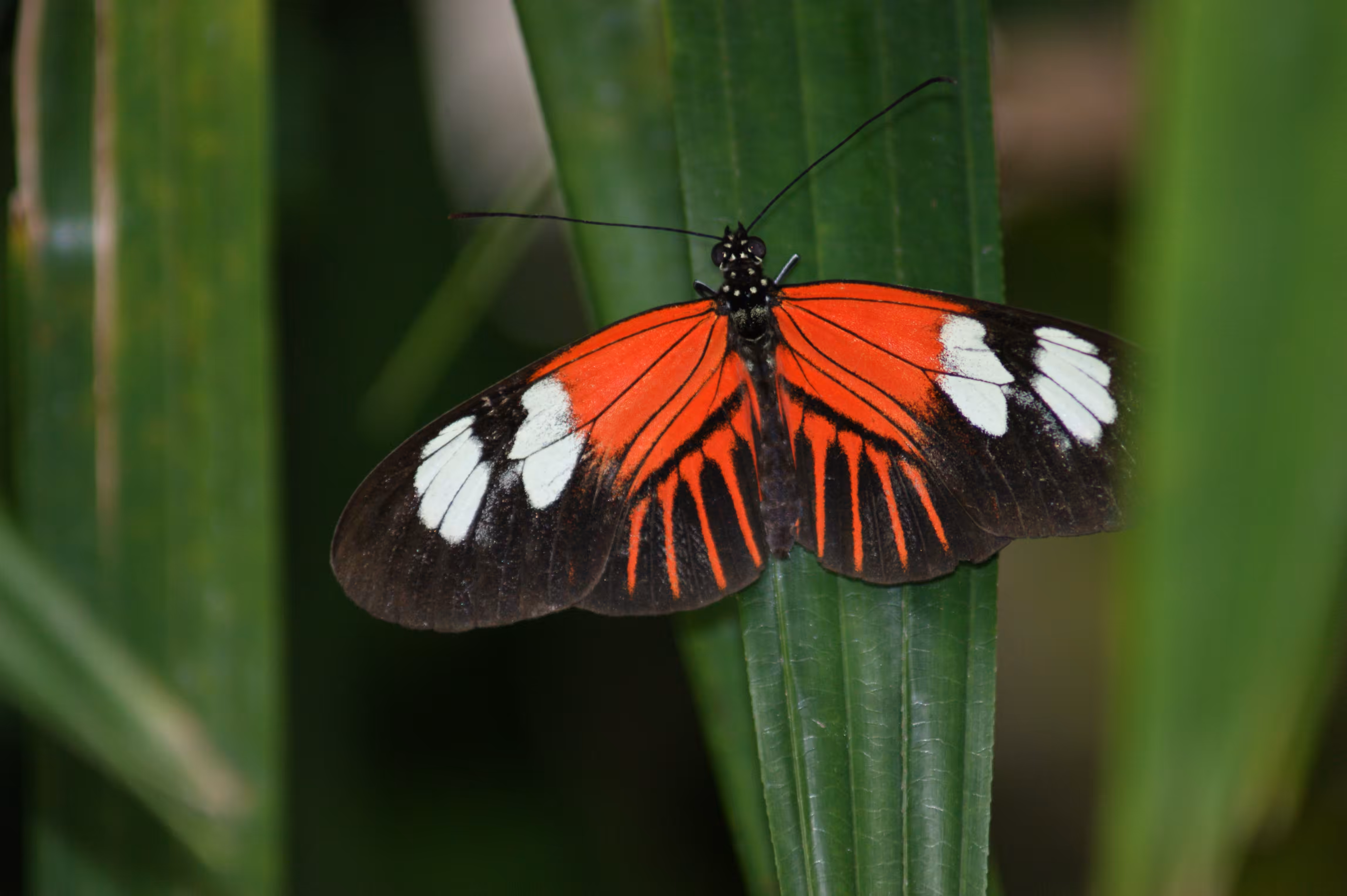 Series 1: Fauna – 005 – Heliconius