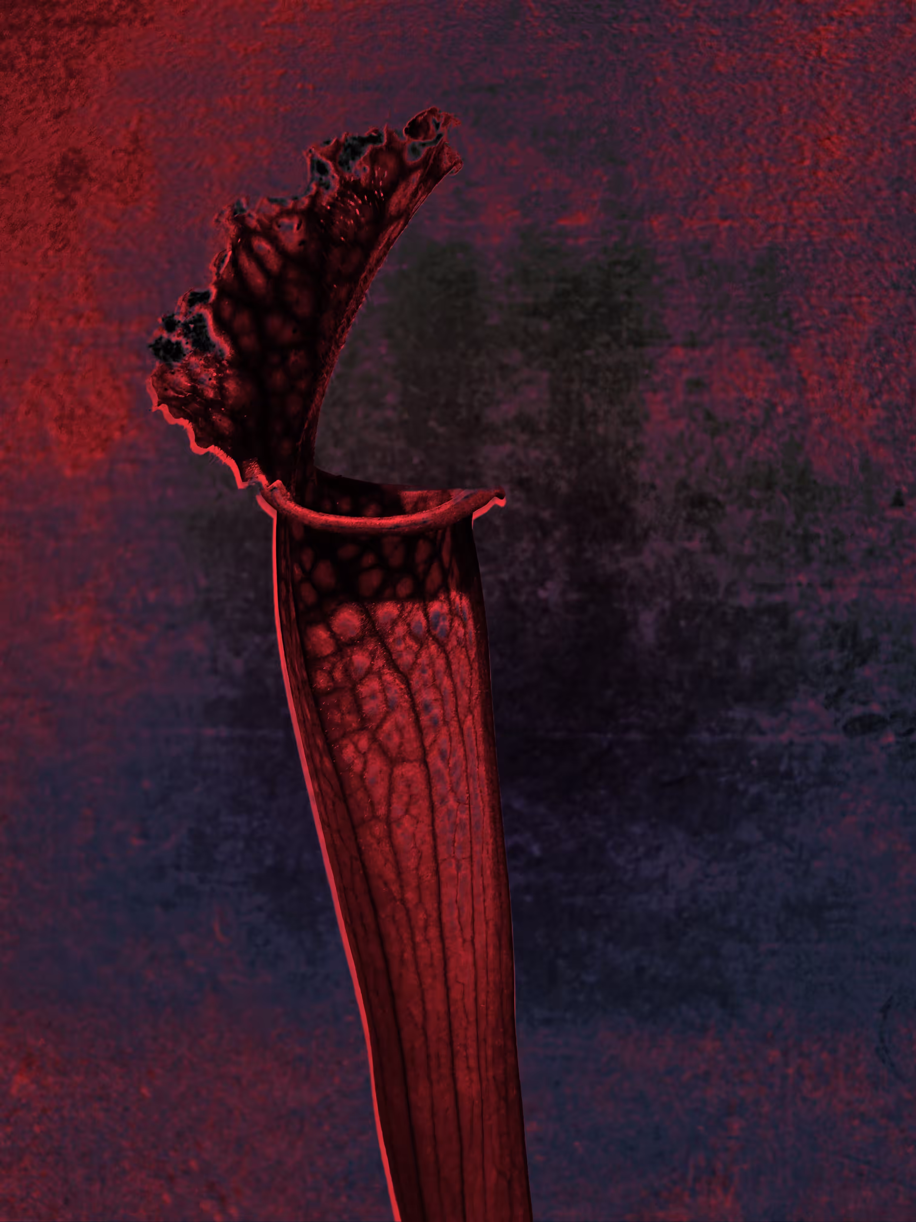 Blood Vow
