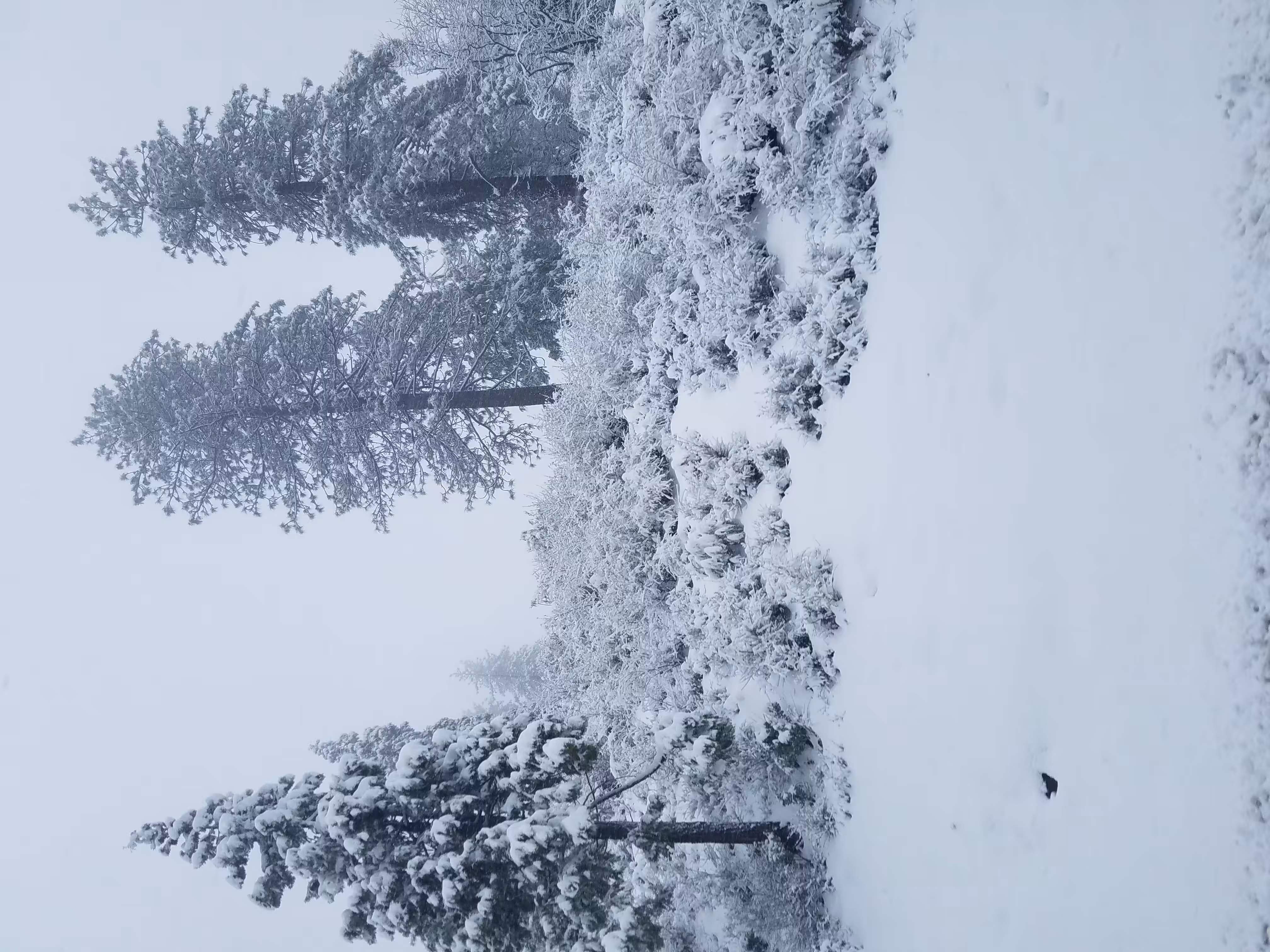 Cisco Grove