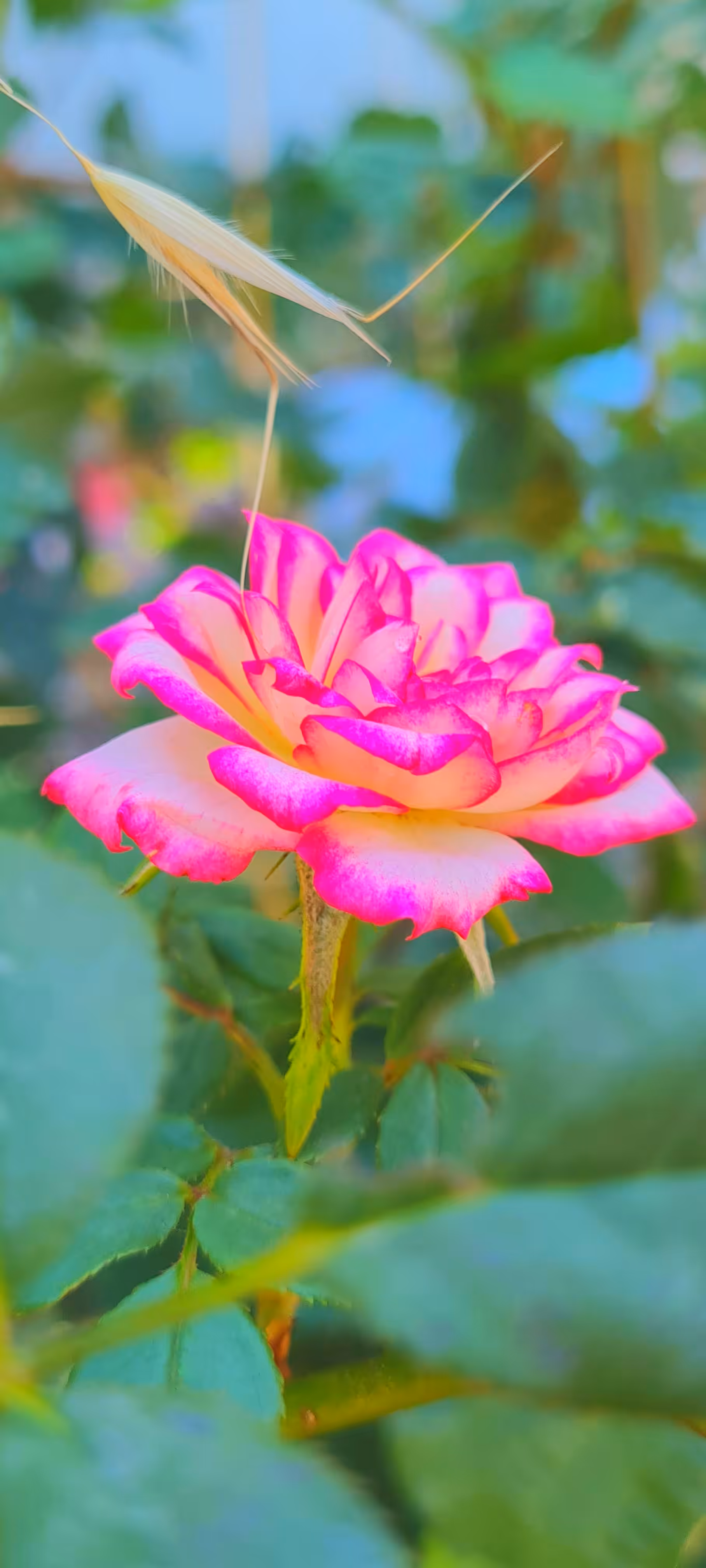 Pink rose 