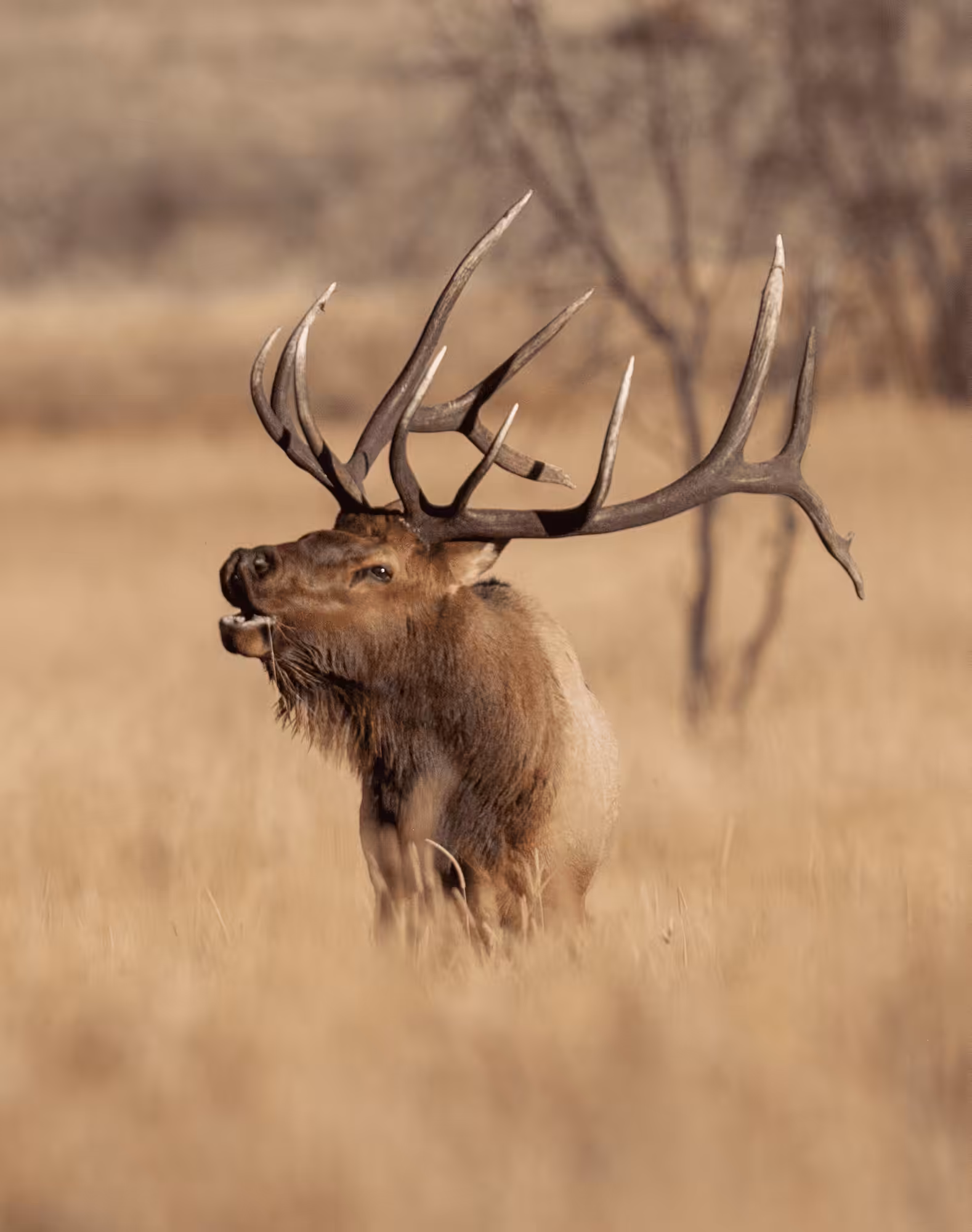 Balance #04 Elk 