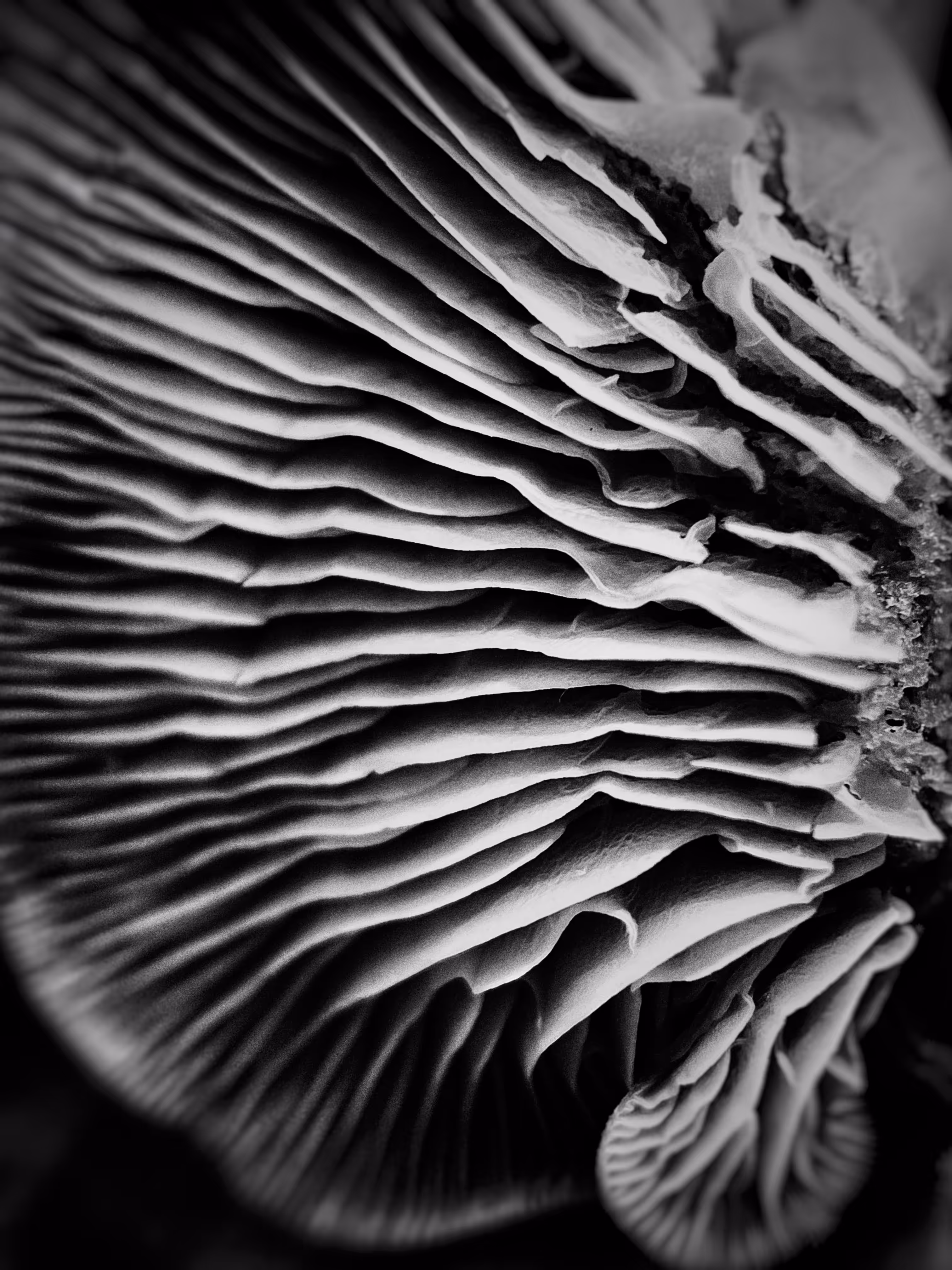 Layers of life