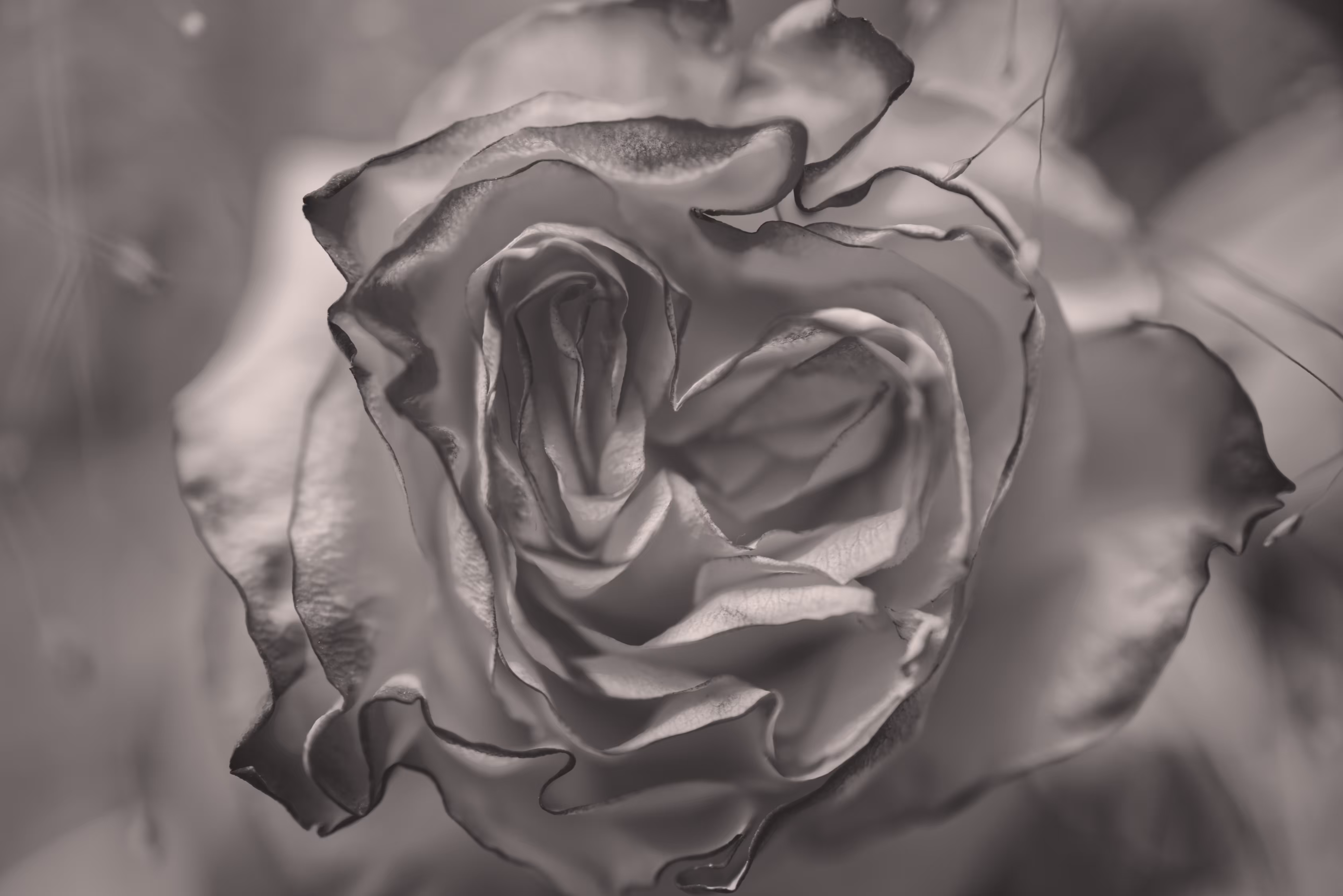 Faded Rose