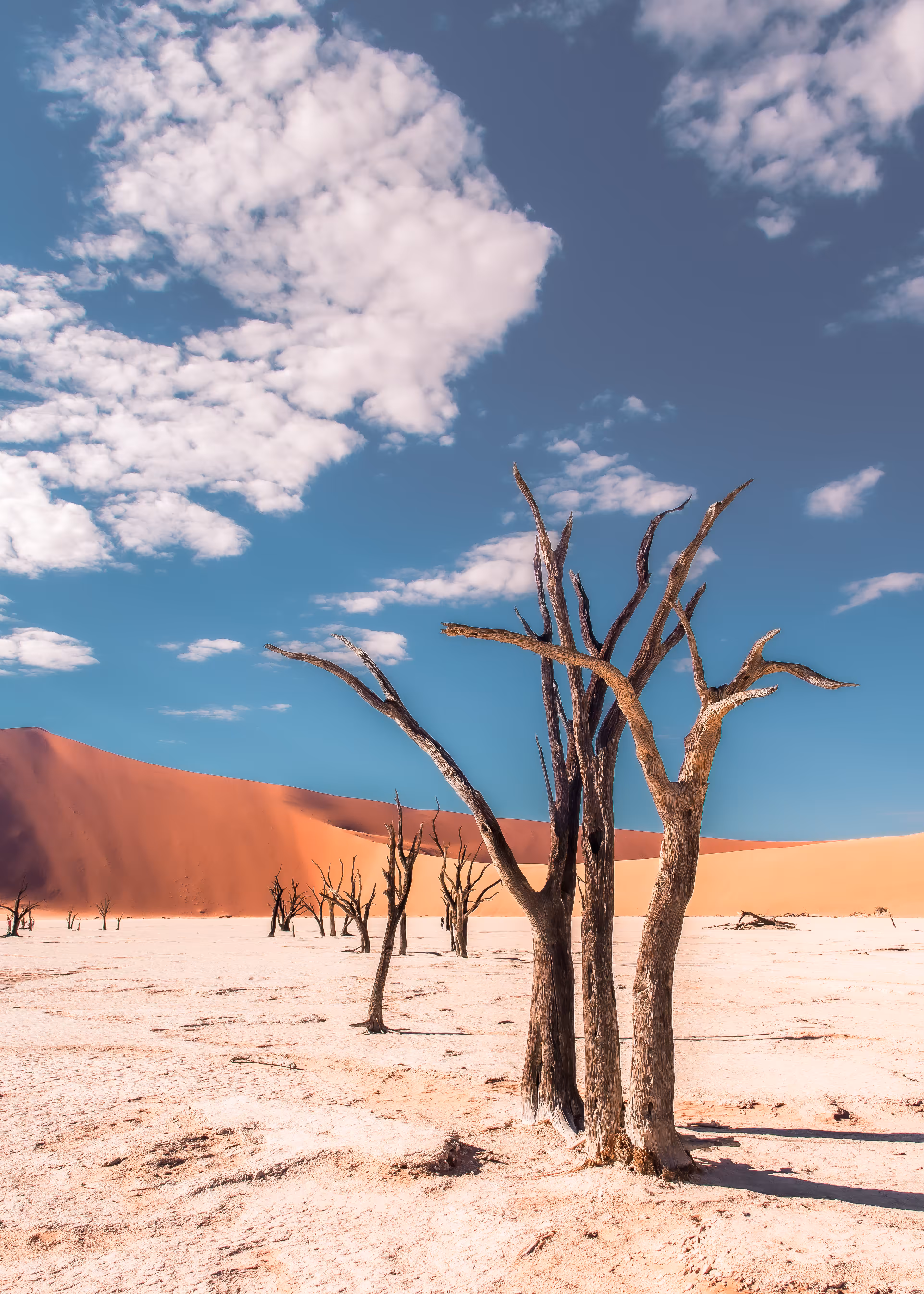 The Dead Trees
