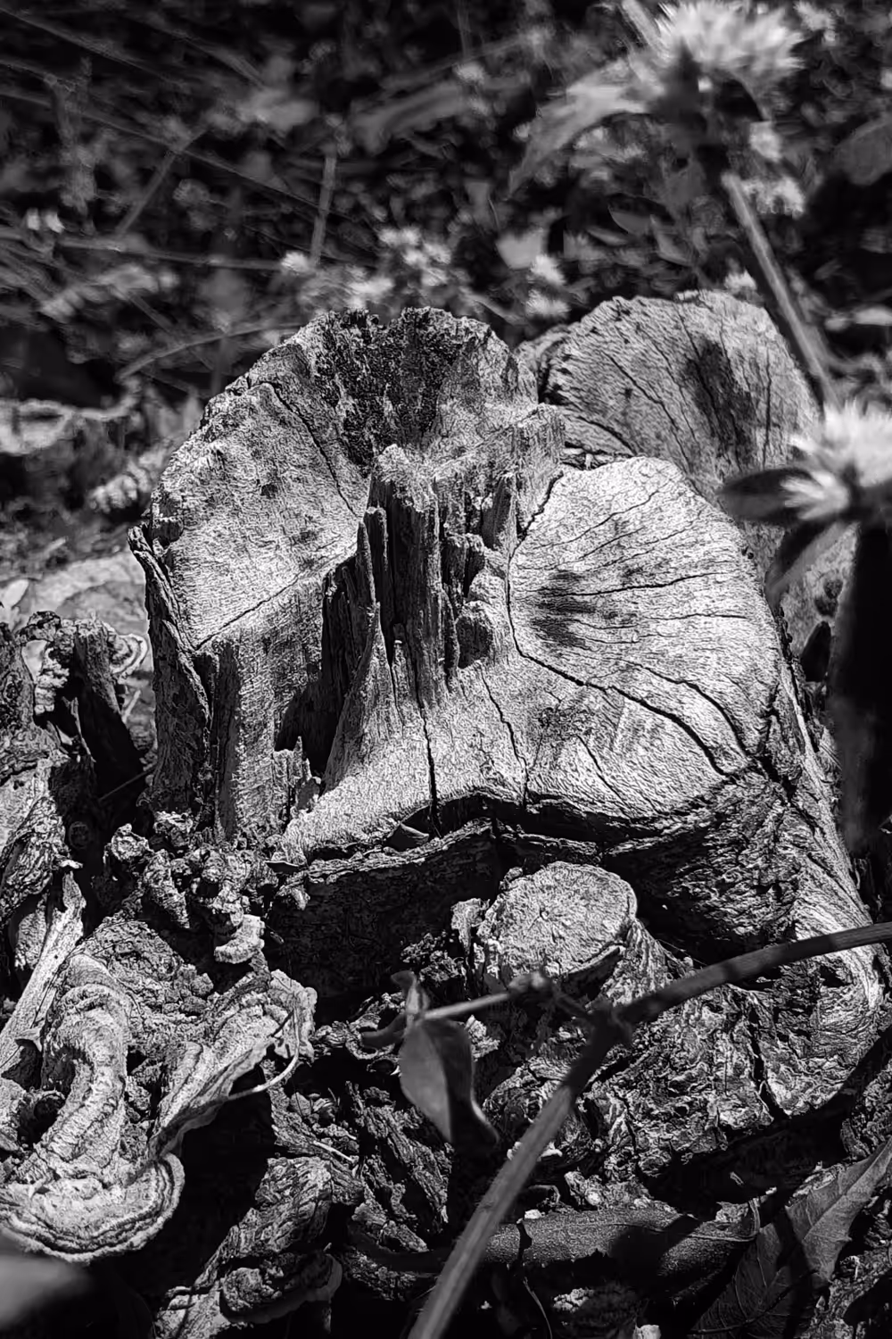 i'scapes Series | 3 | Iguazu