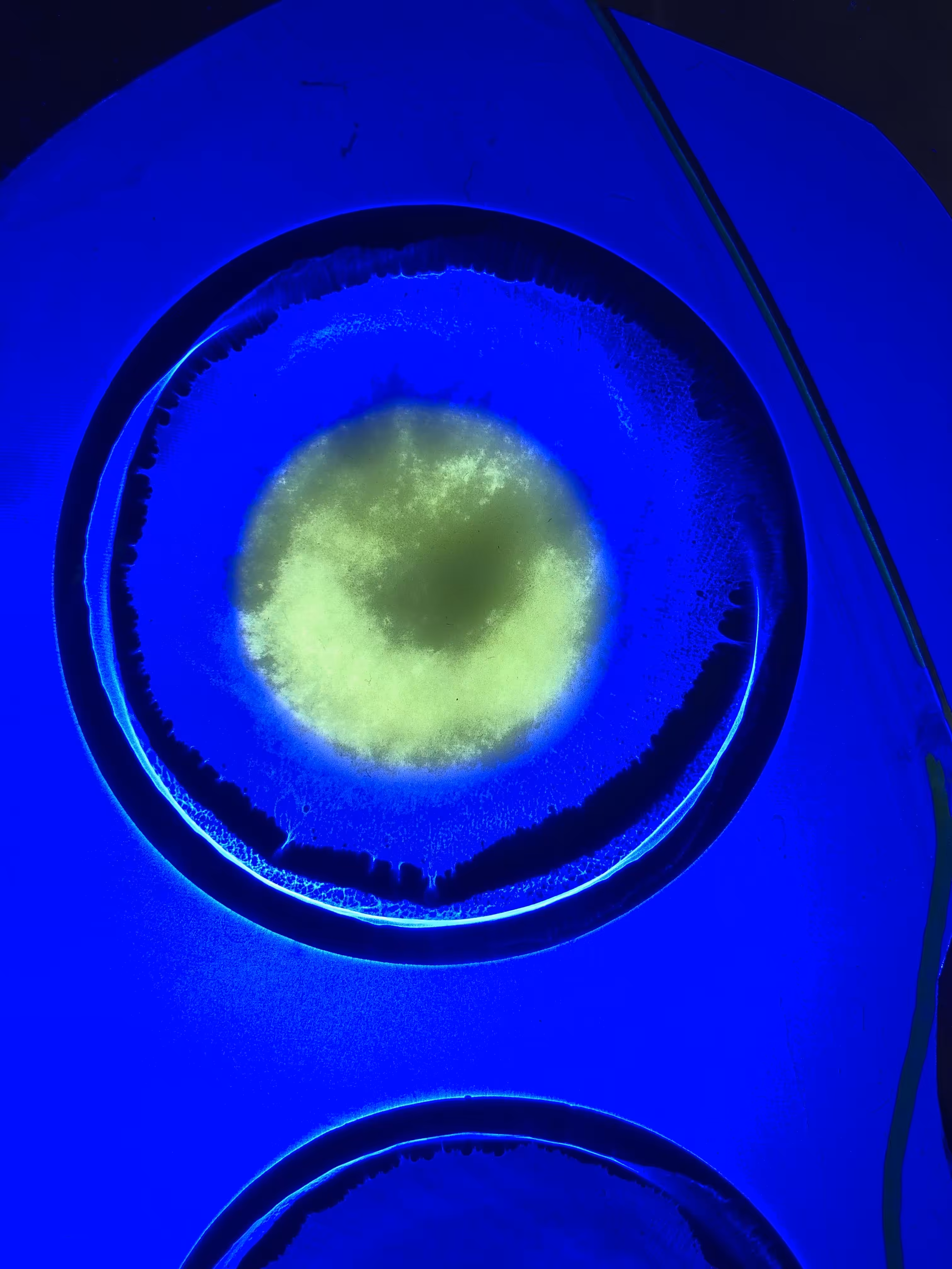 BIOTA Series