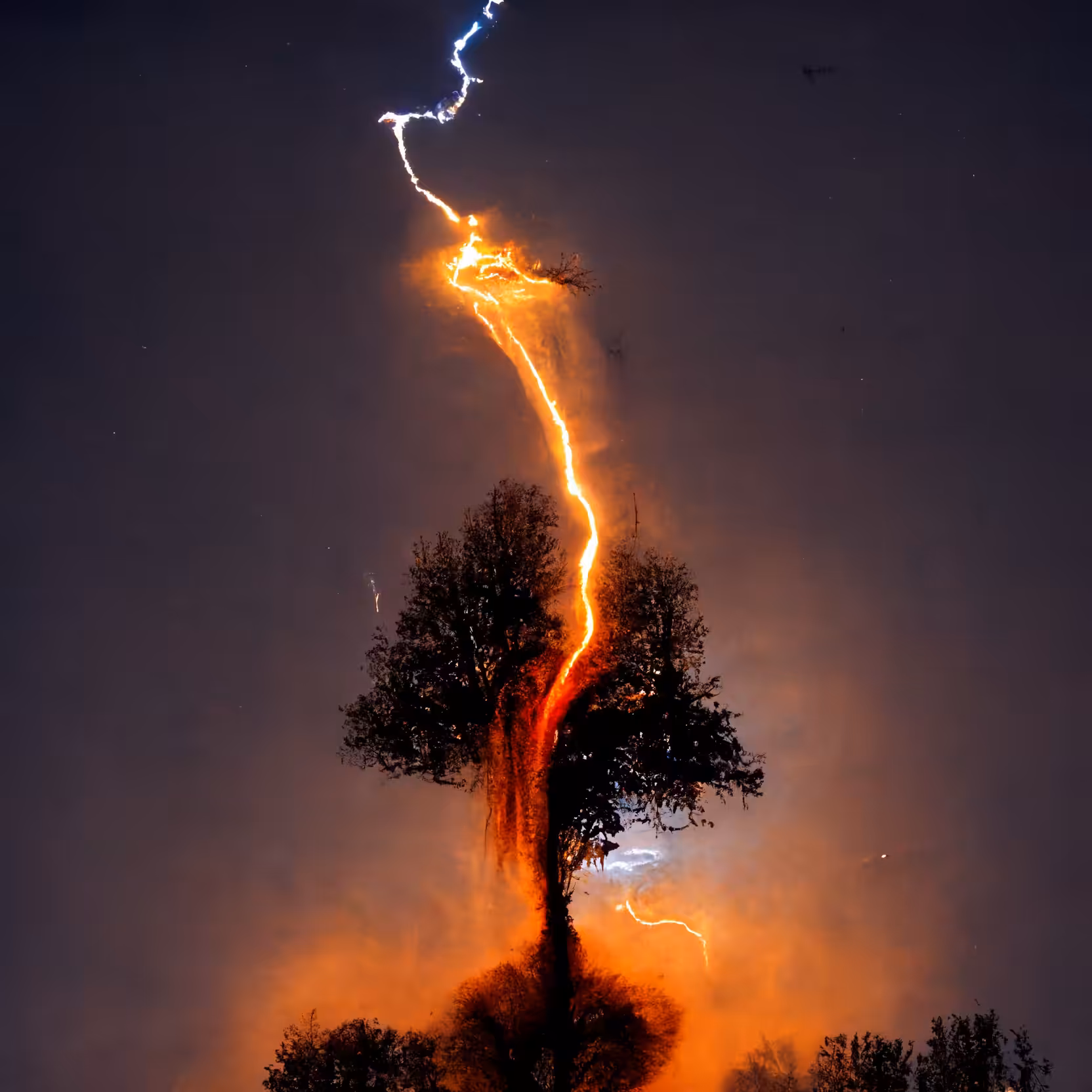 Nature's Chaos - Lightning Tree