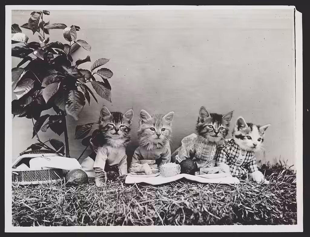 The picnic