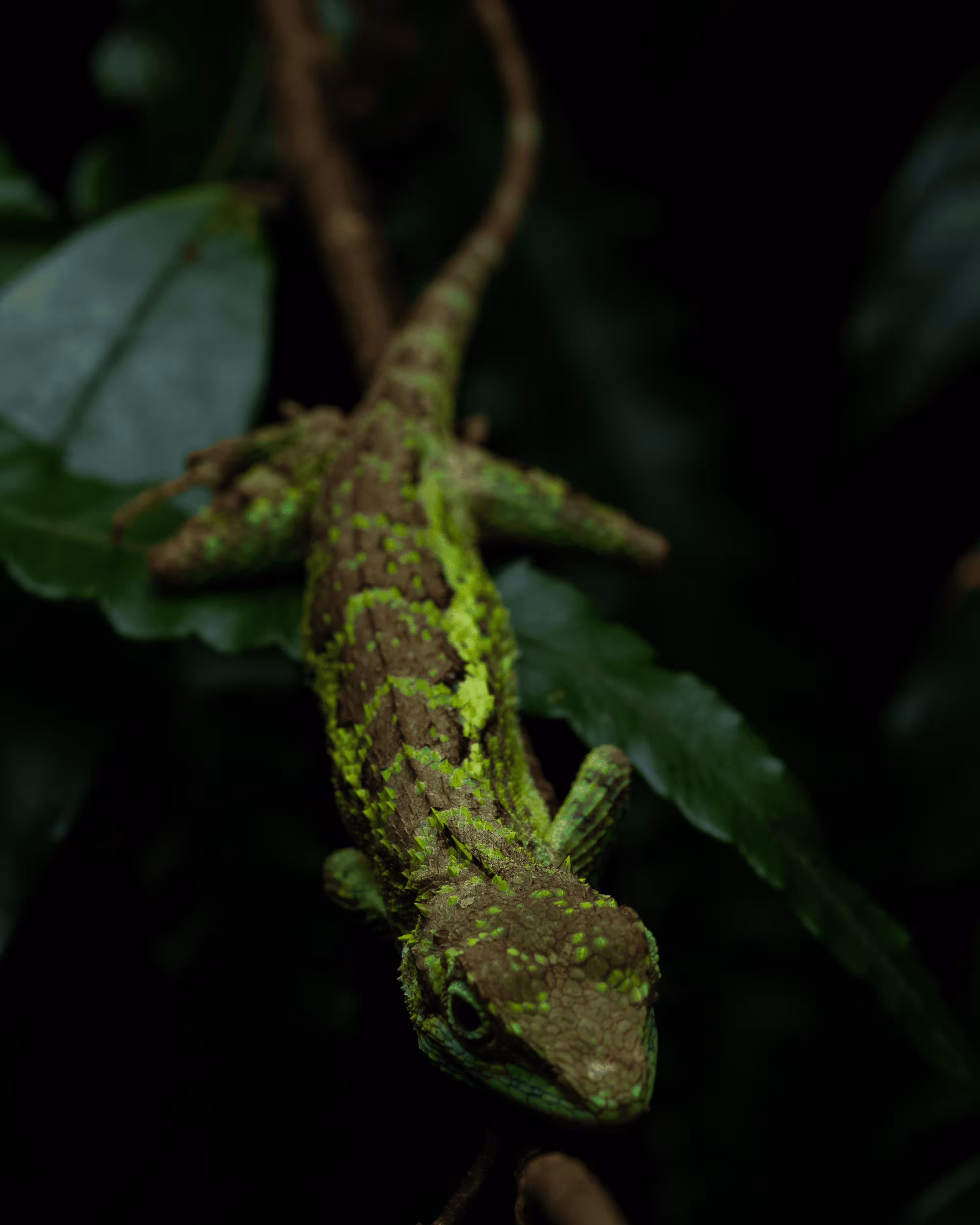 Swinhoe's Japalura