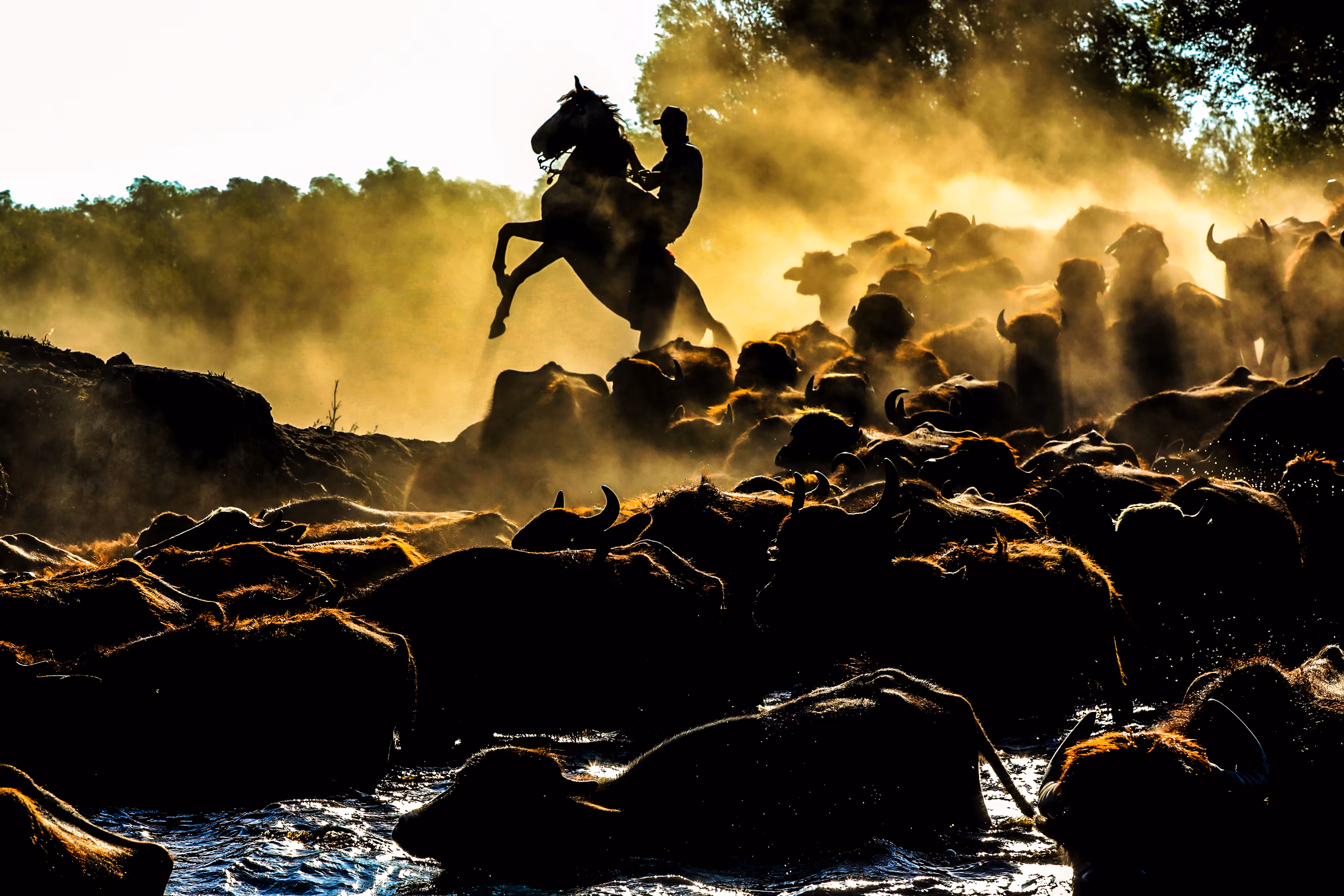 BUFFALO BATH-1