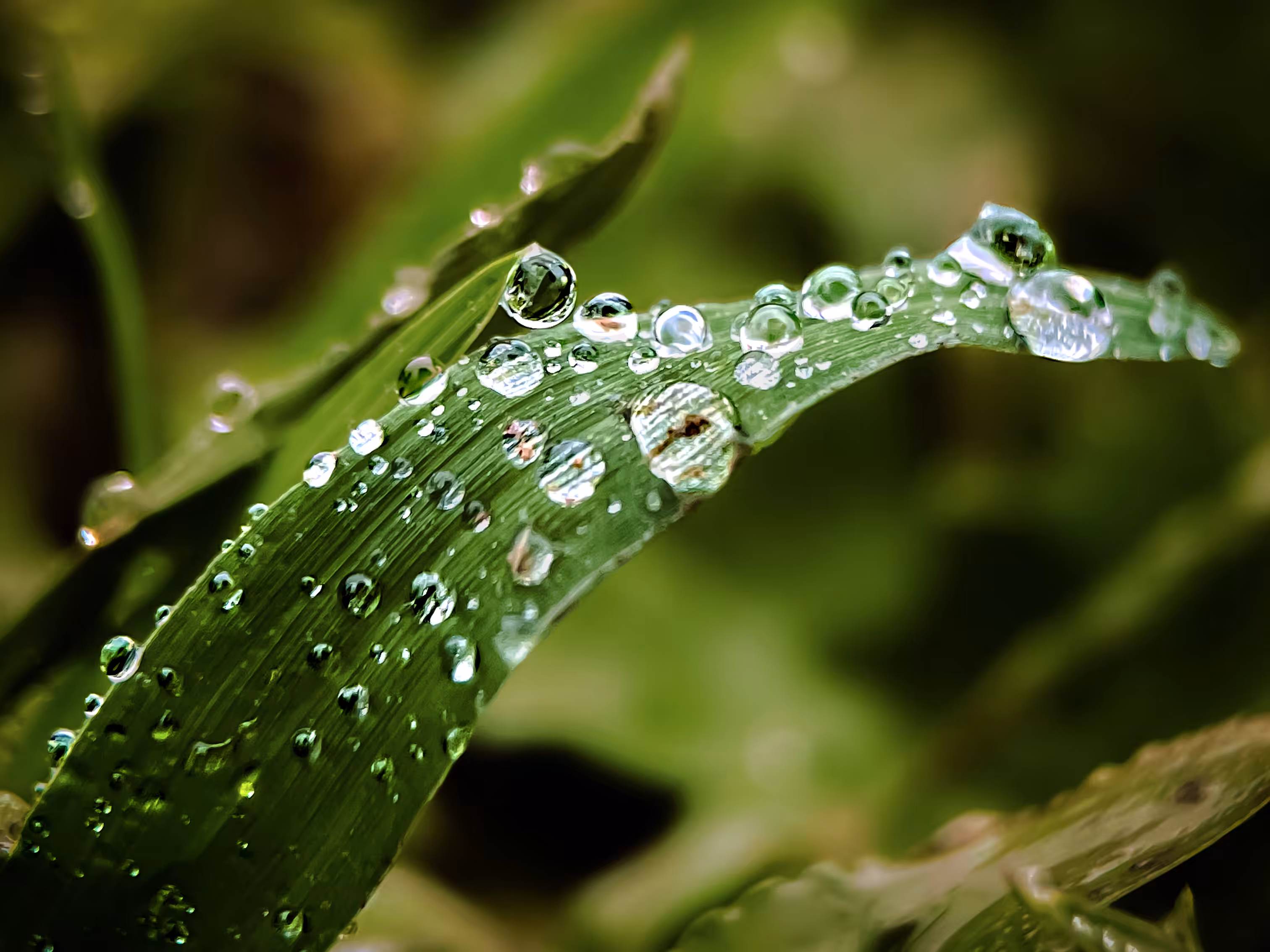 Dewy Tears