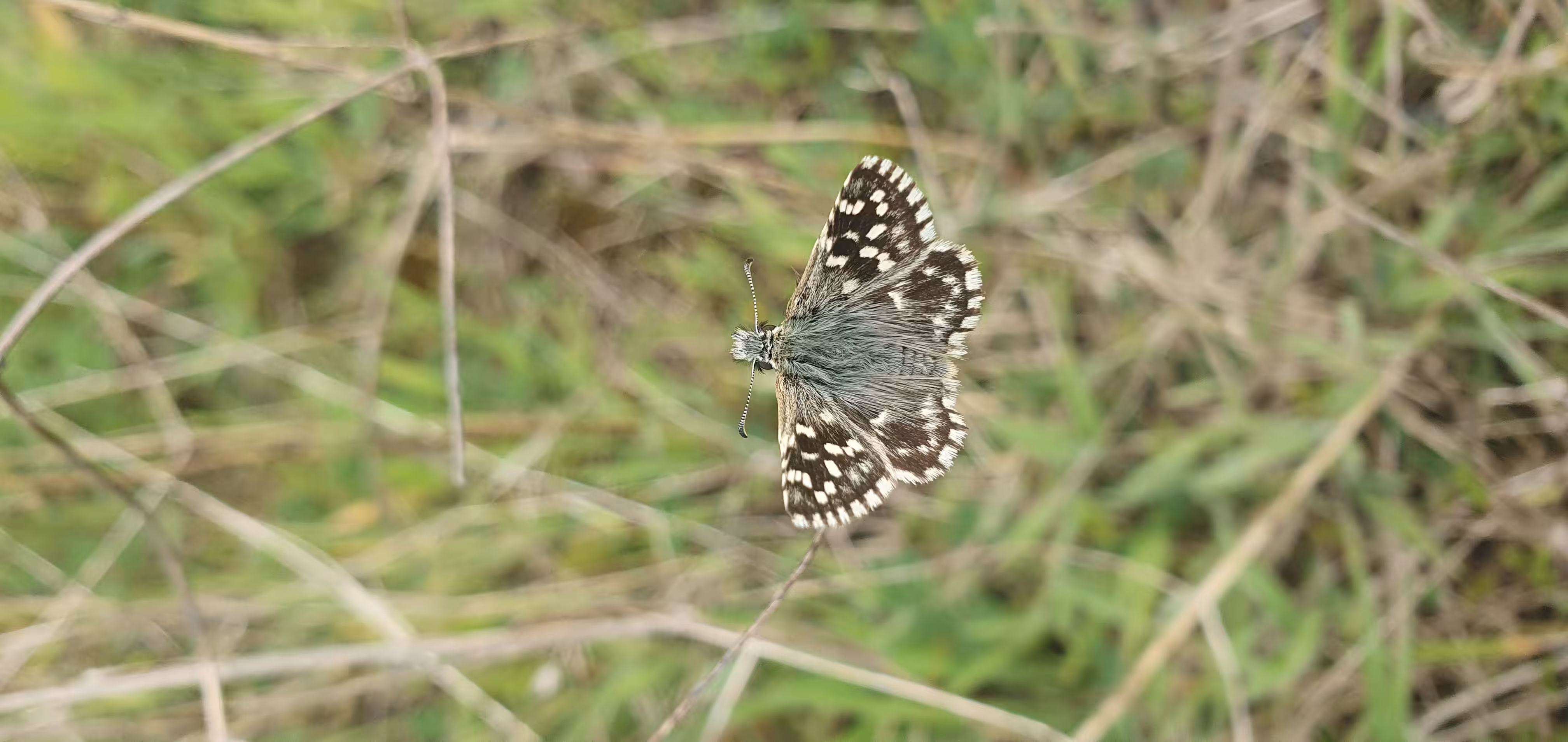 Underground: 'Butterfly'