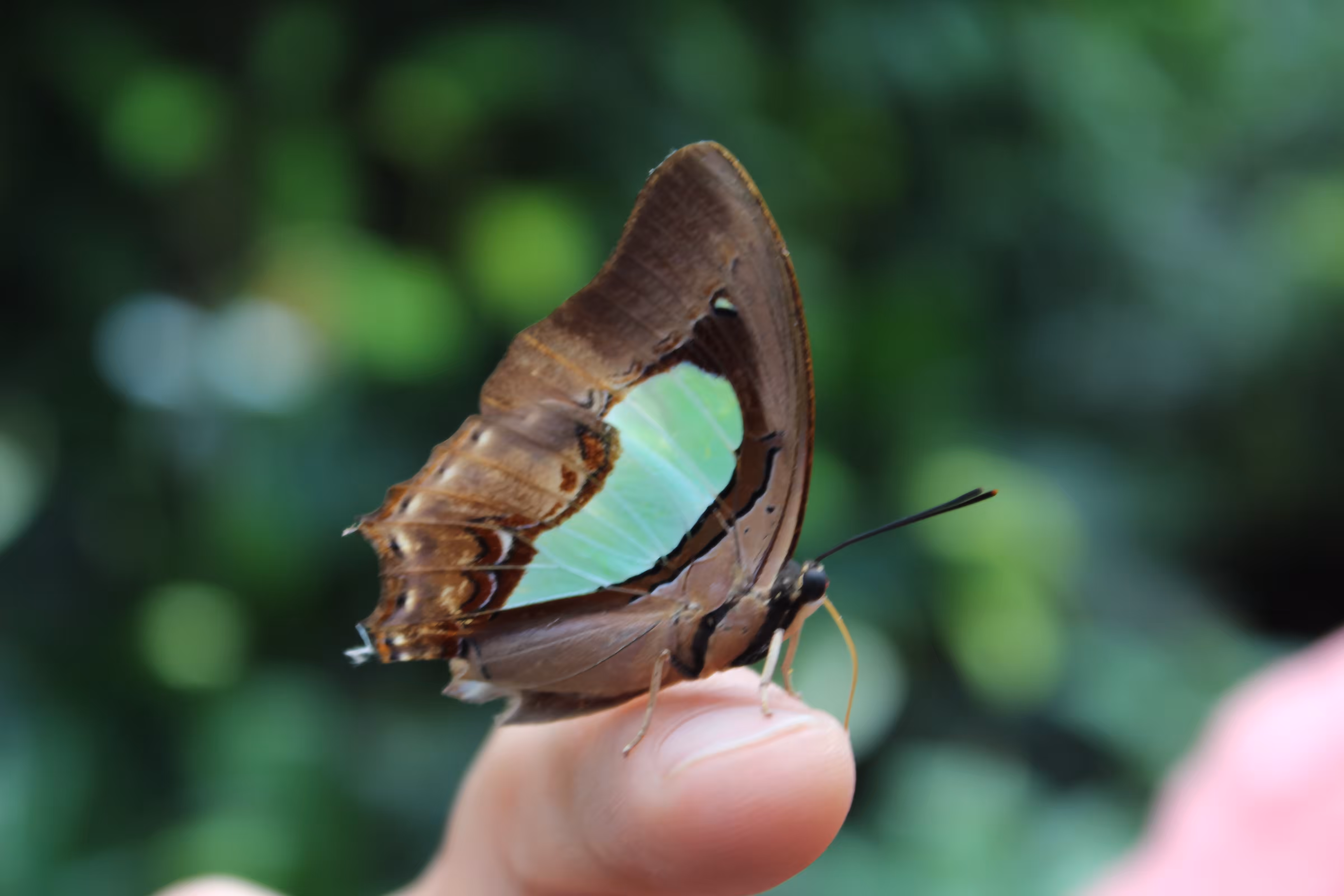photography: Butterfly garden