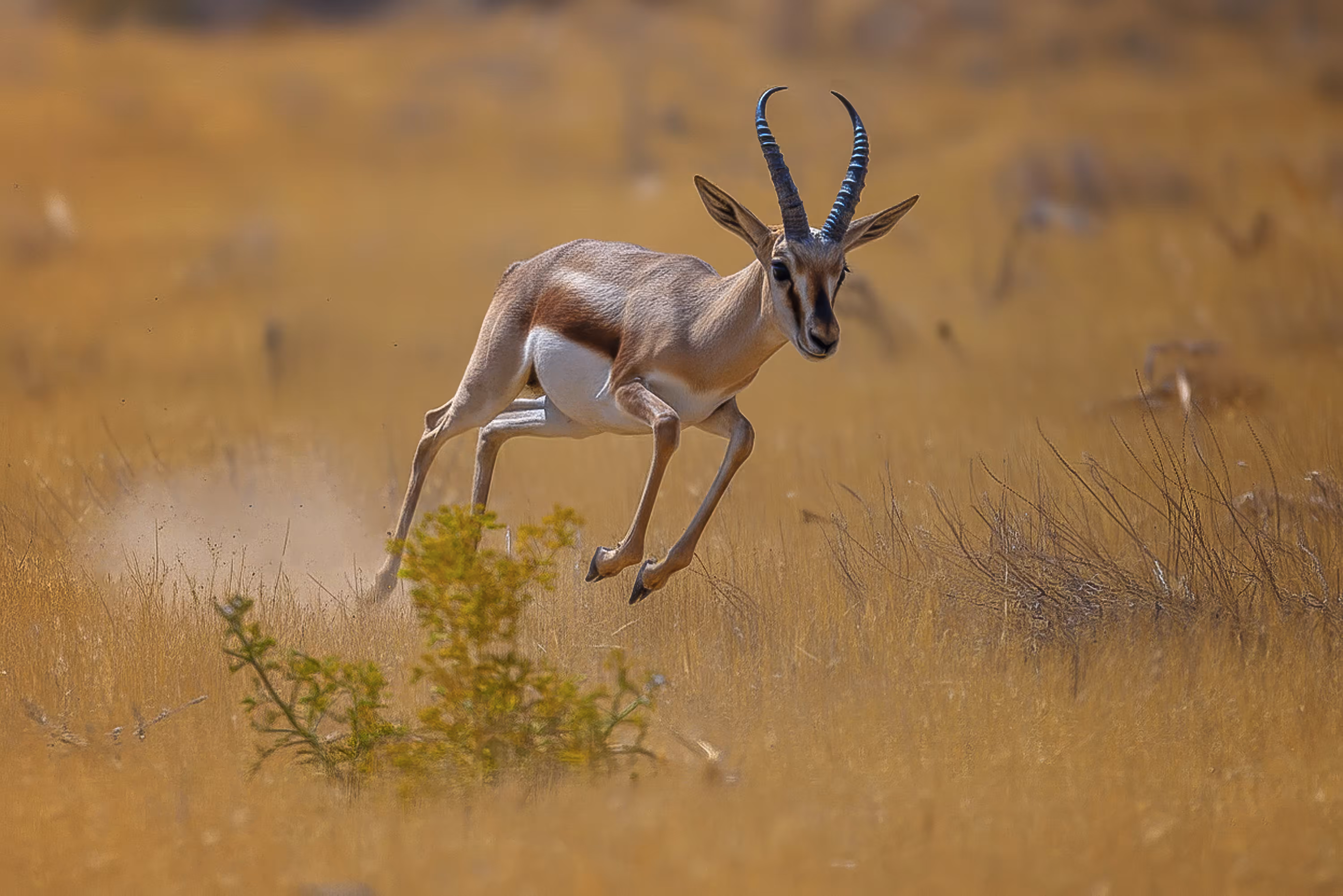 Persian Gazelle
