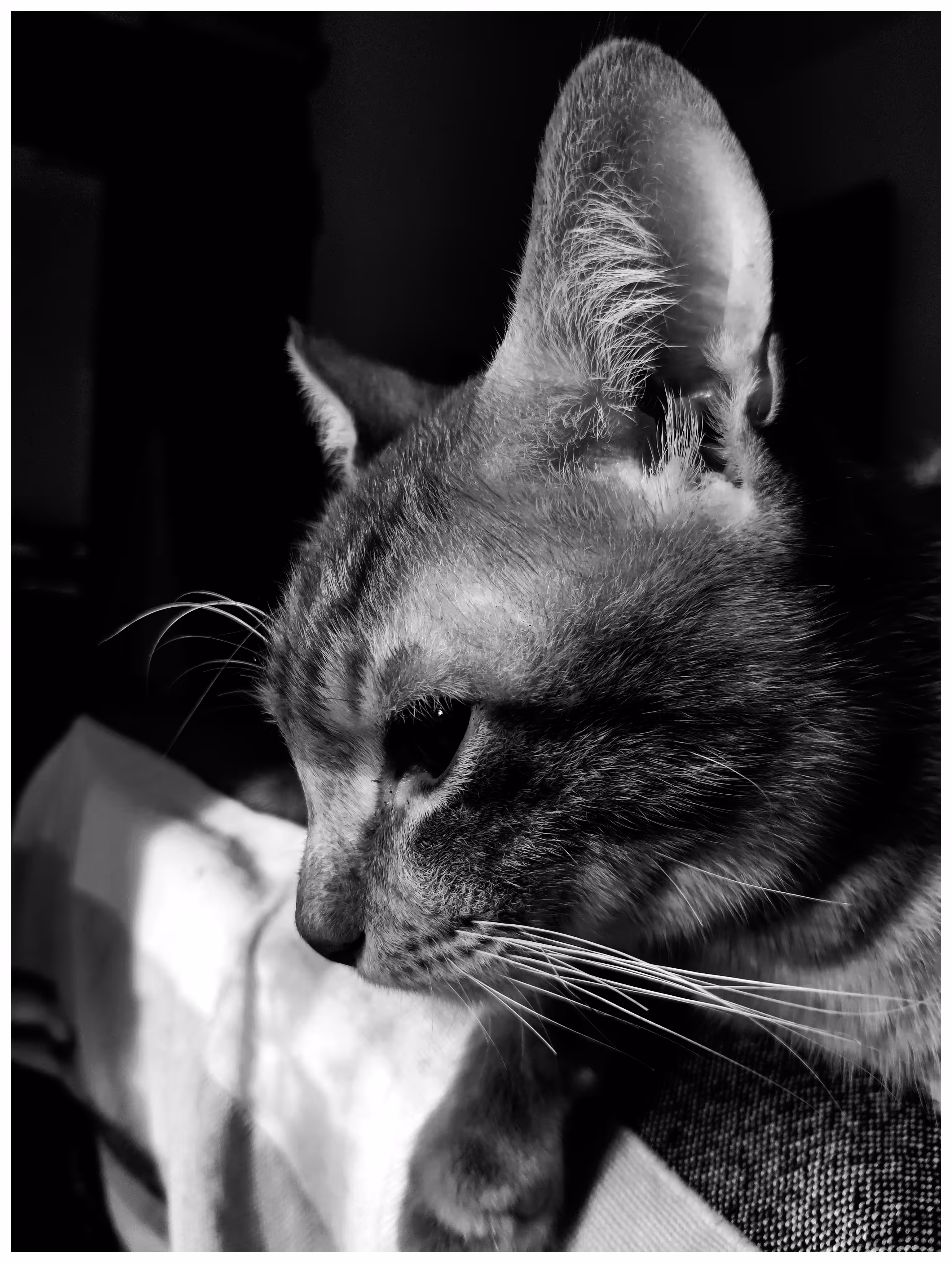 Shadows: Whiskers in Shades