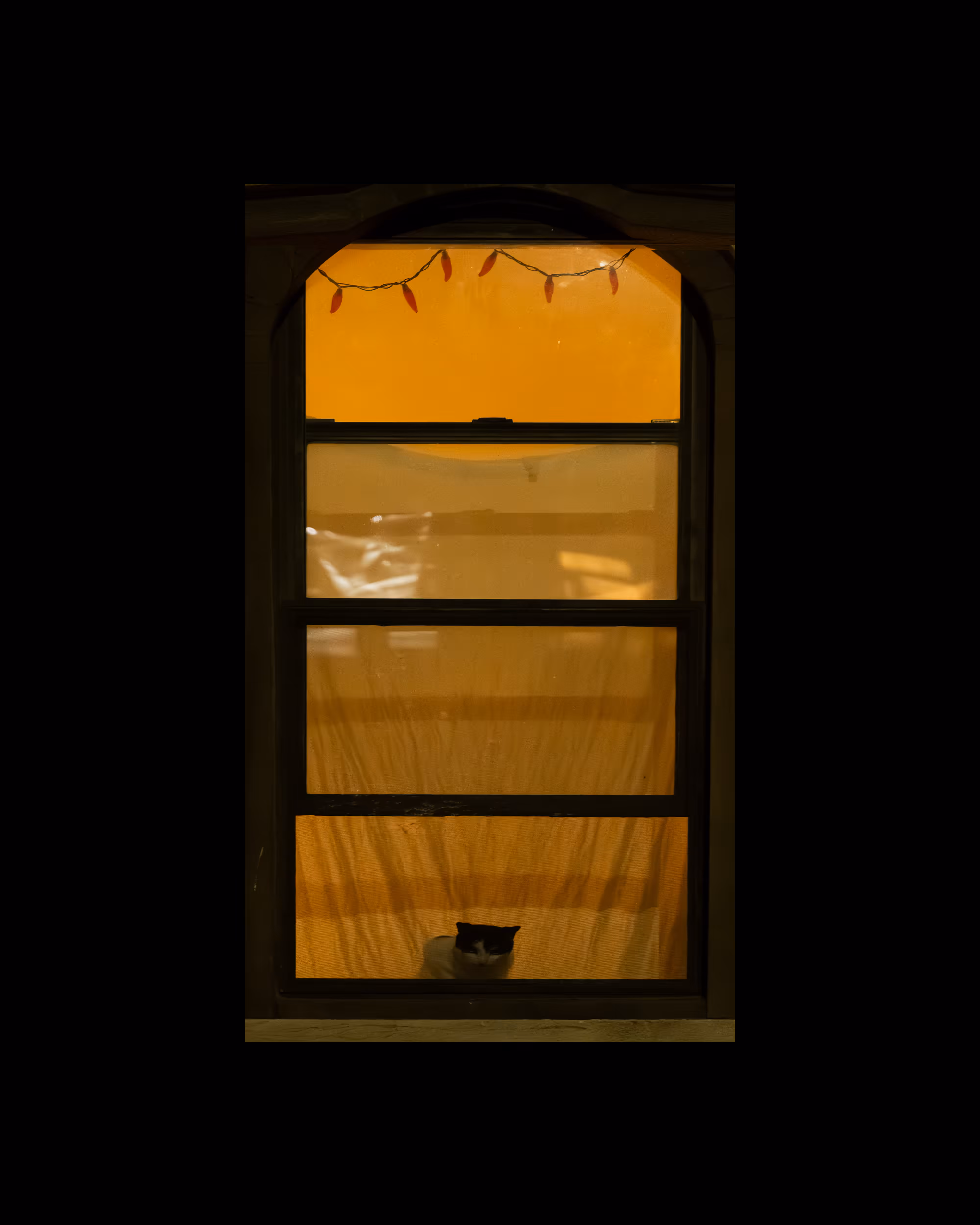 WINDOWS // NYC: WINDOW 361