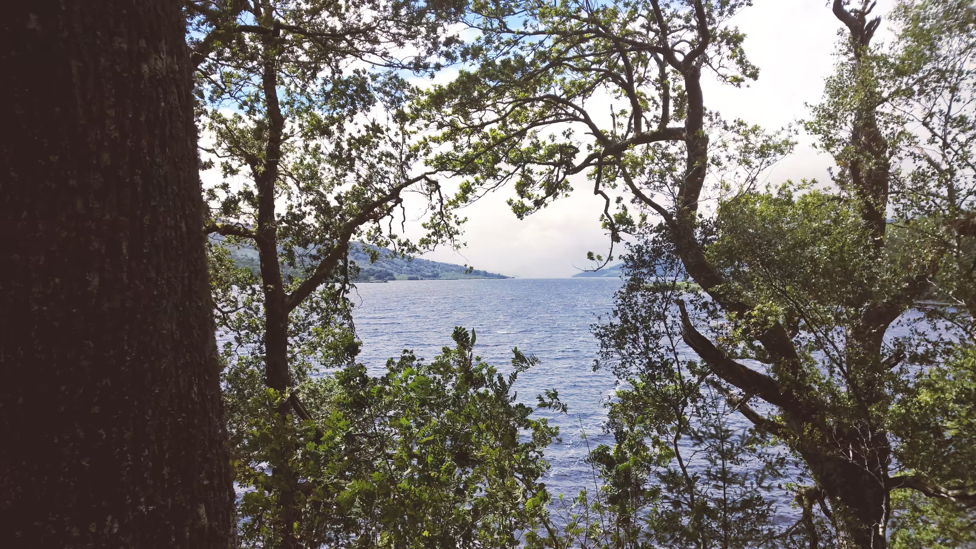 Loch Lomand through the Trees
