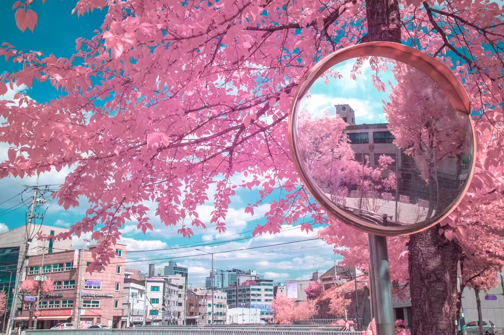 Pink Reflections