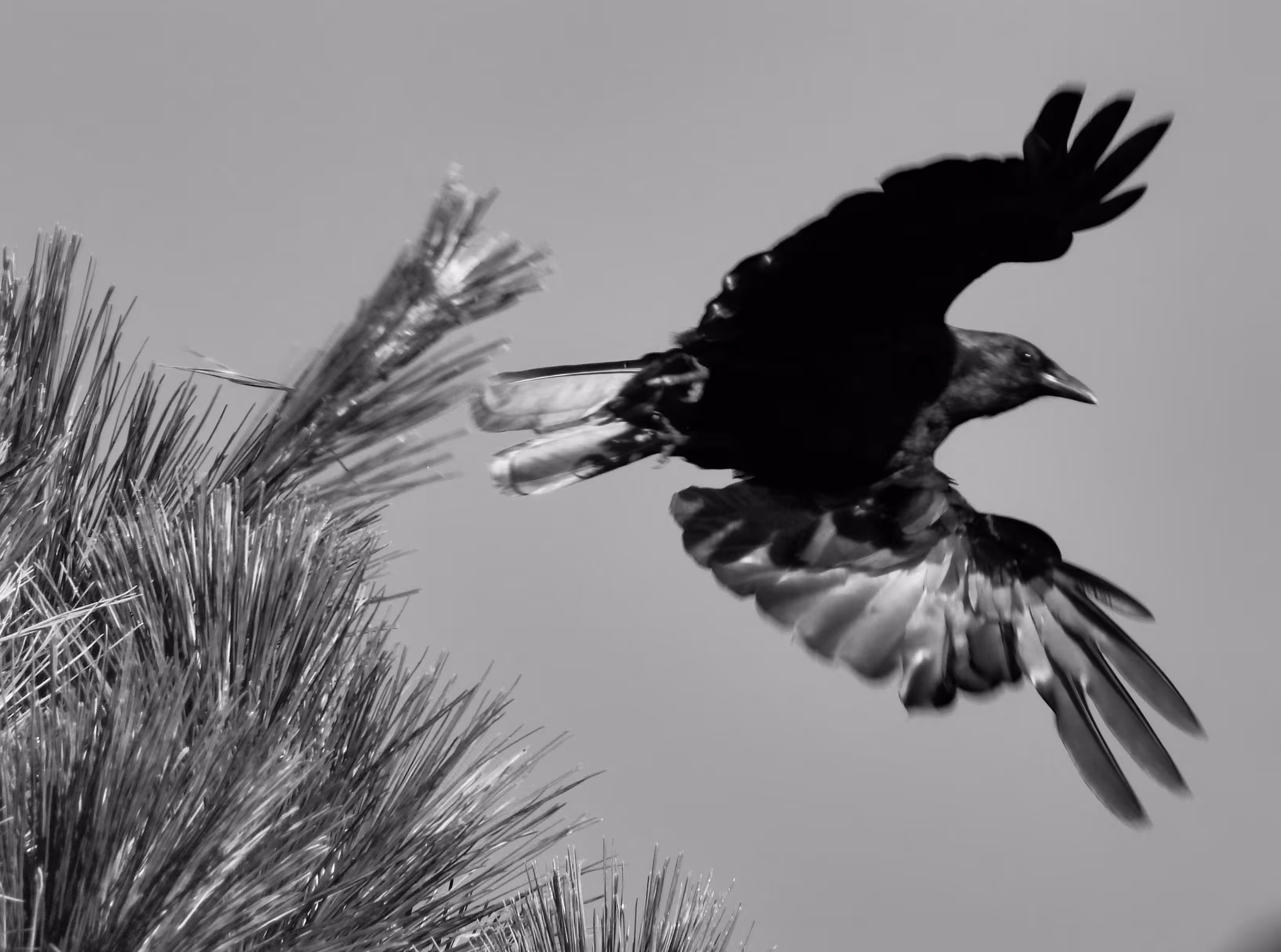 HICtober #18 - Fish Crow