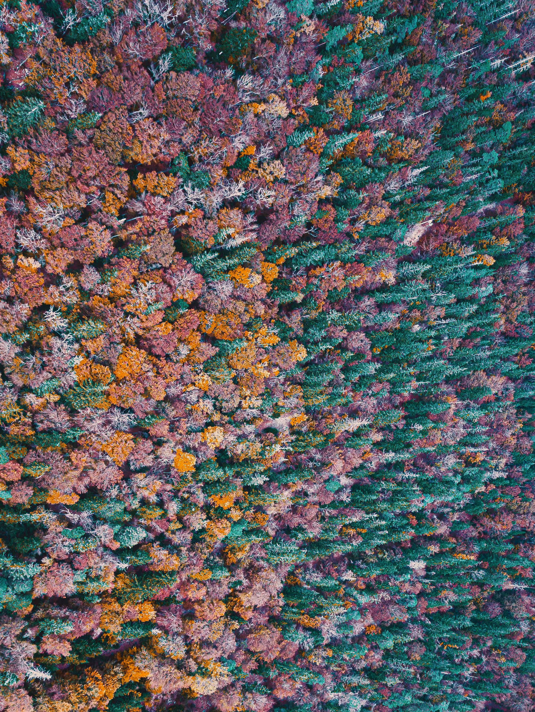 wald