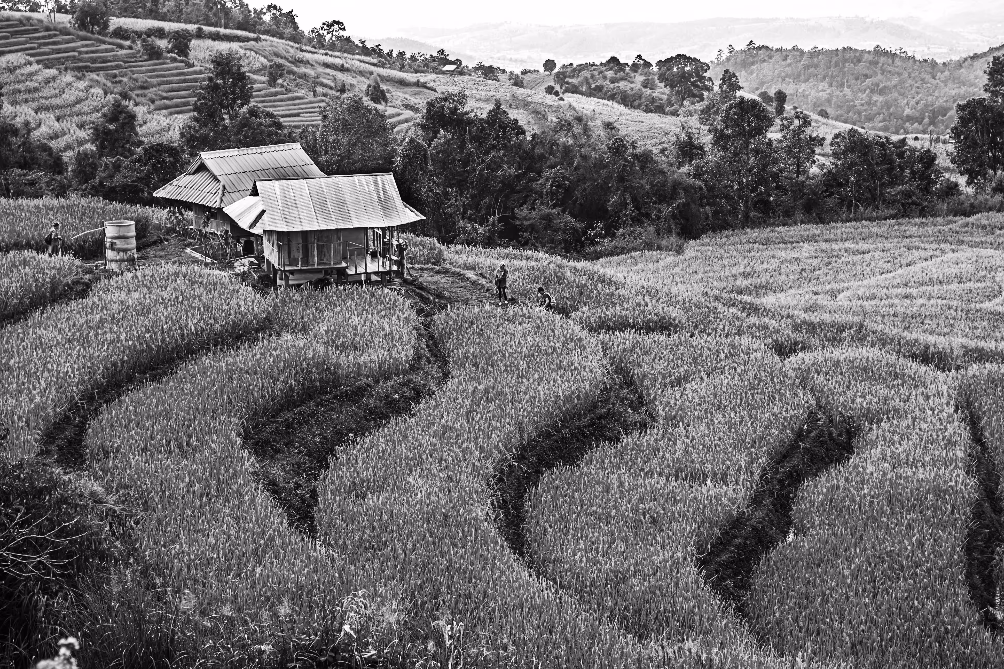 Rice terraces