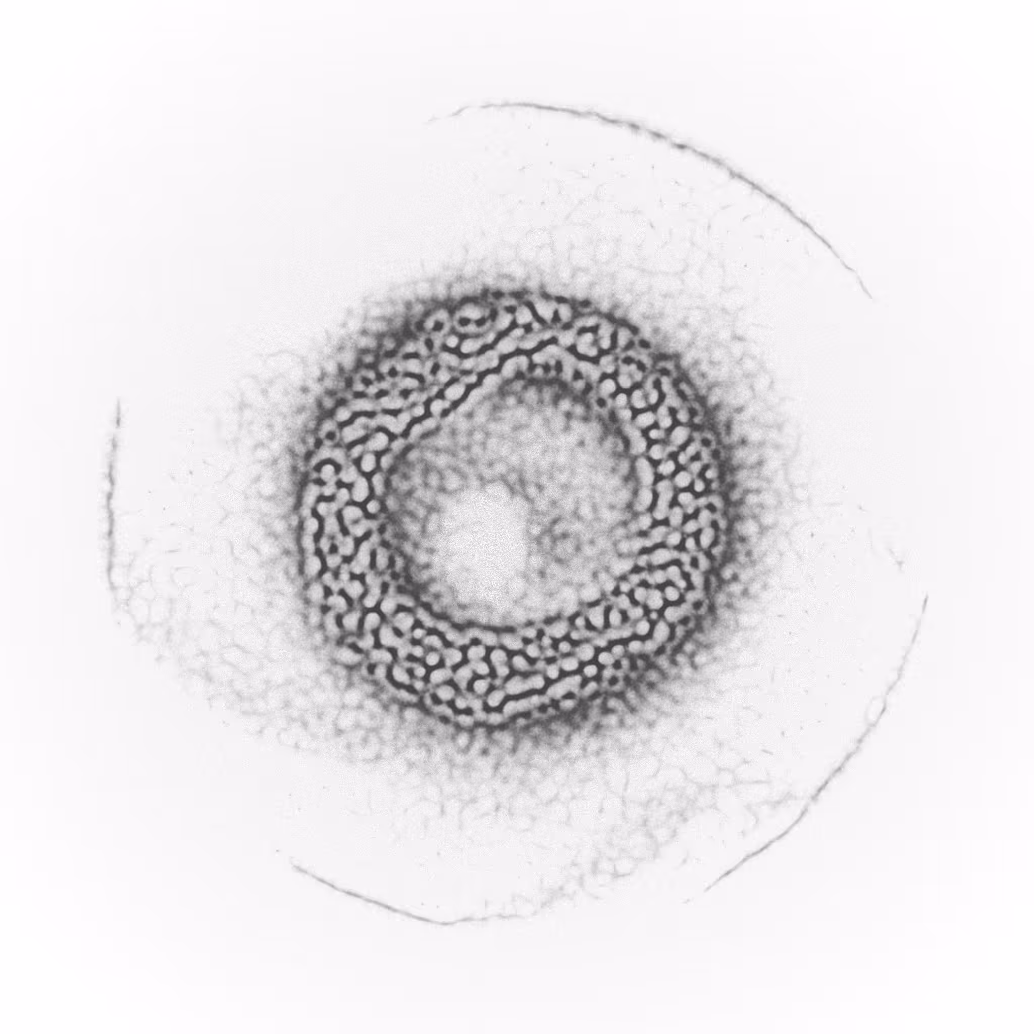 Agnoscopic #64