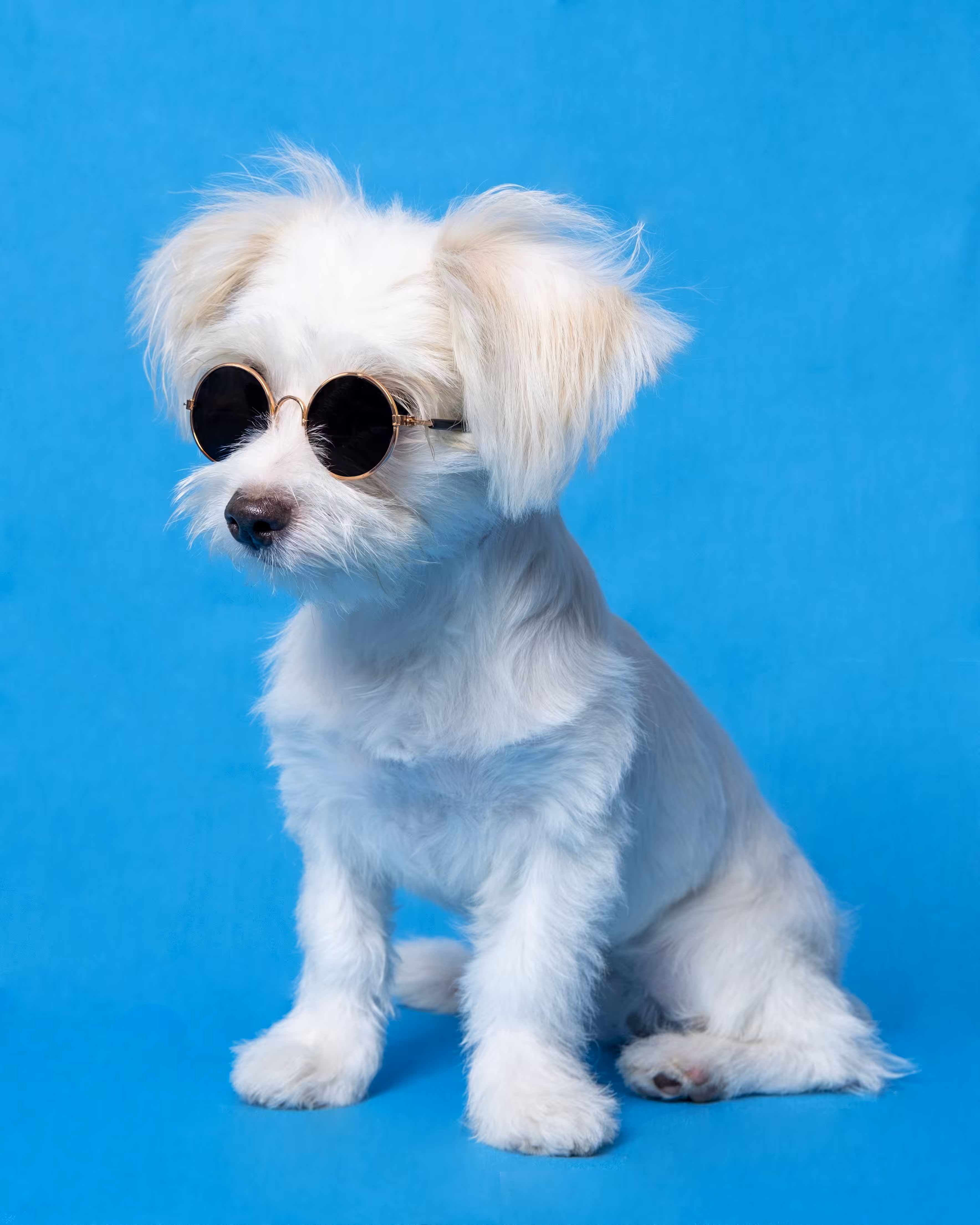 Portrait of Maltese with Black Glasses