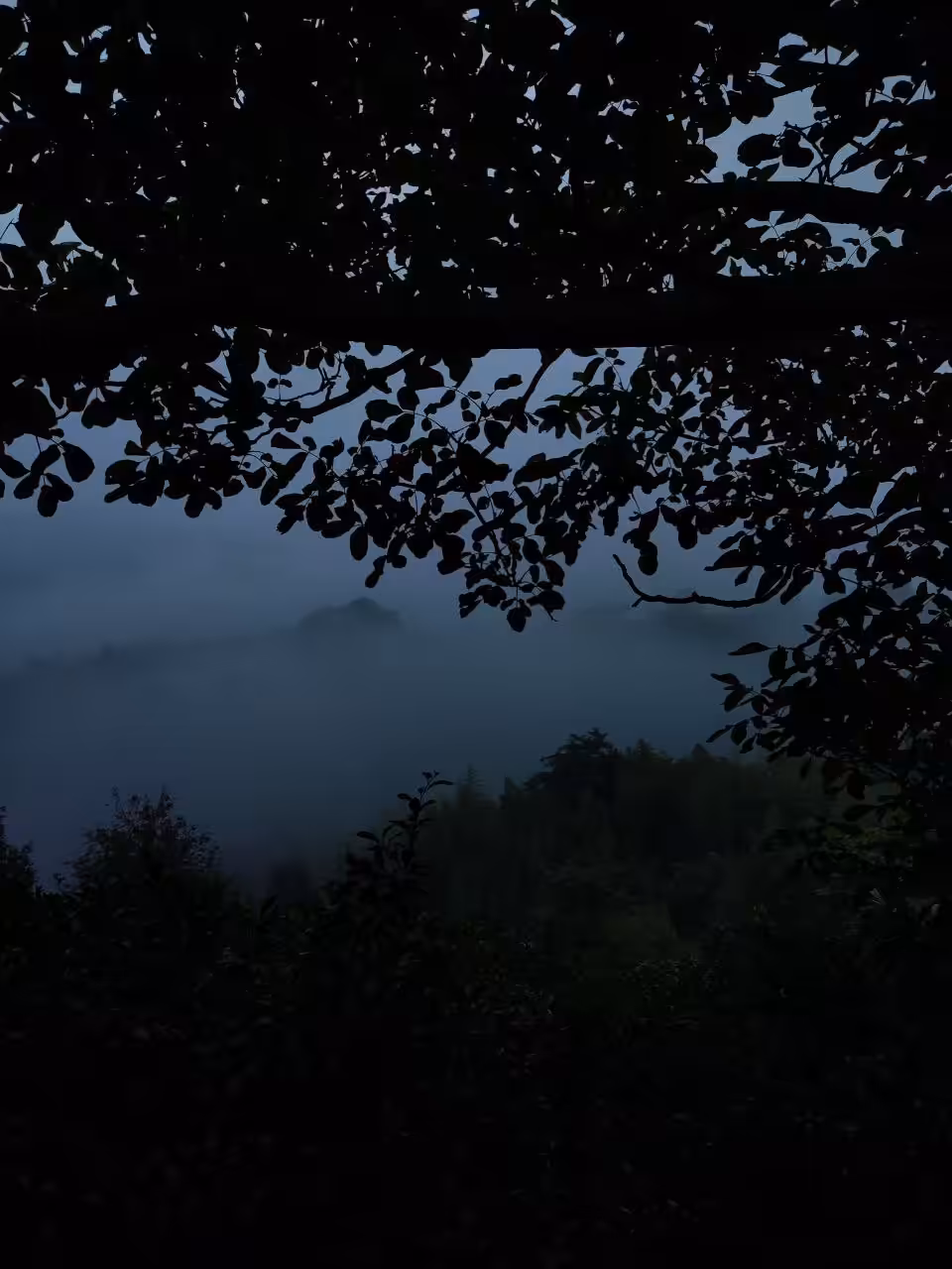 Mystery of the Foggy Forest 🇬🇪 