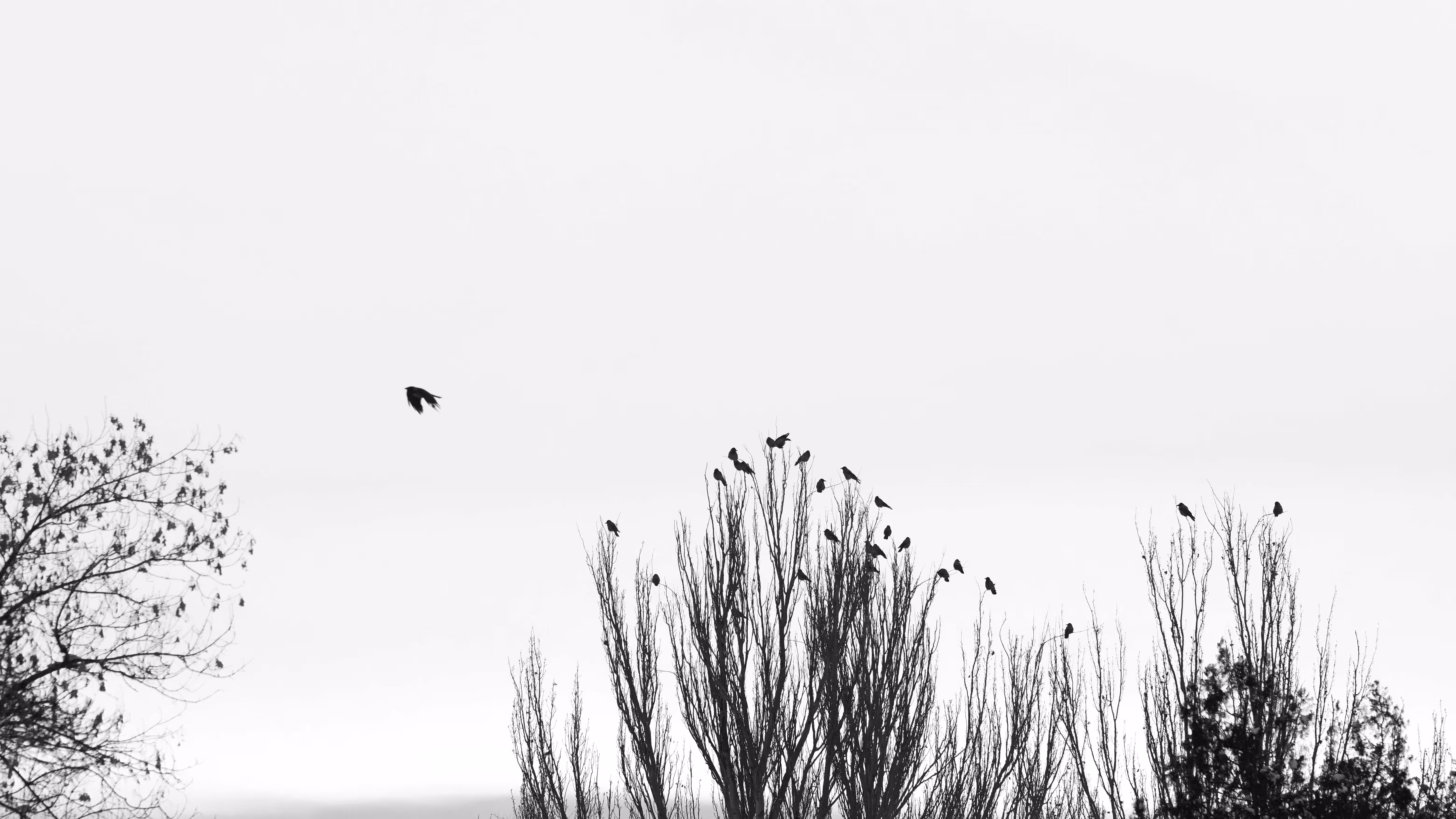 Speed