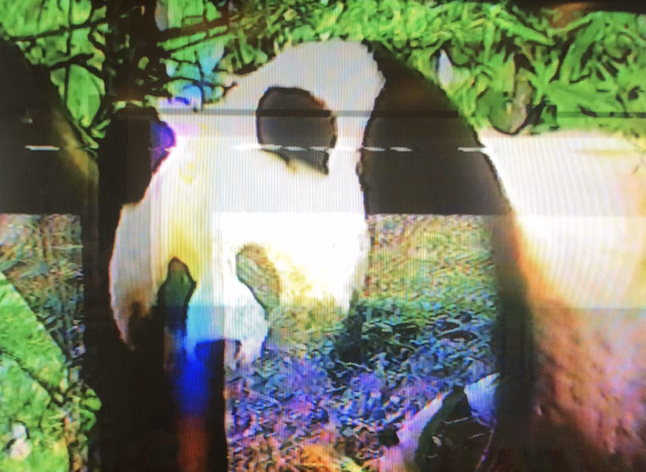 Bright Panda