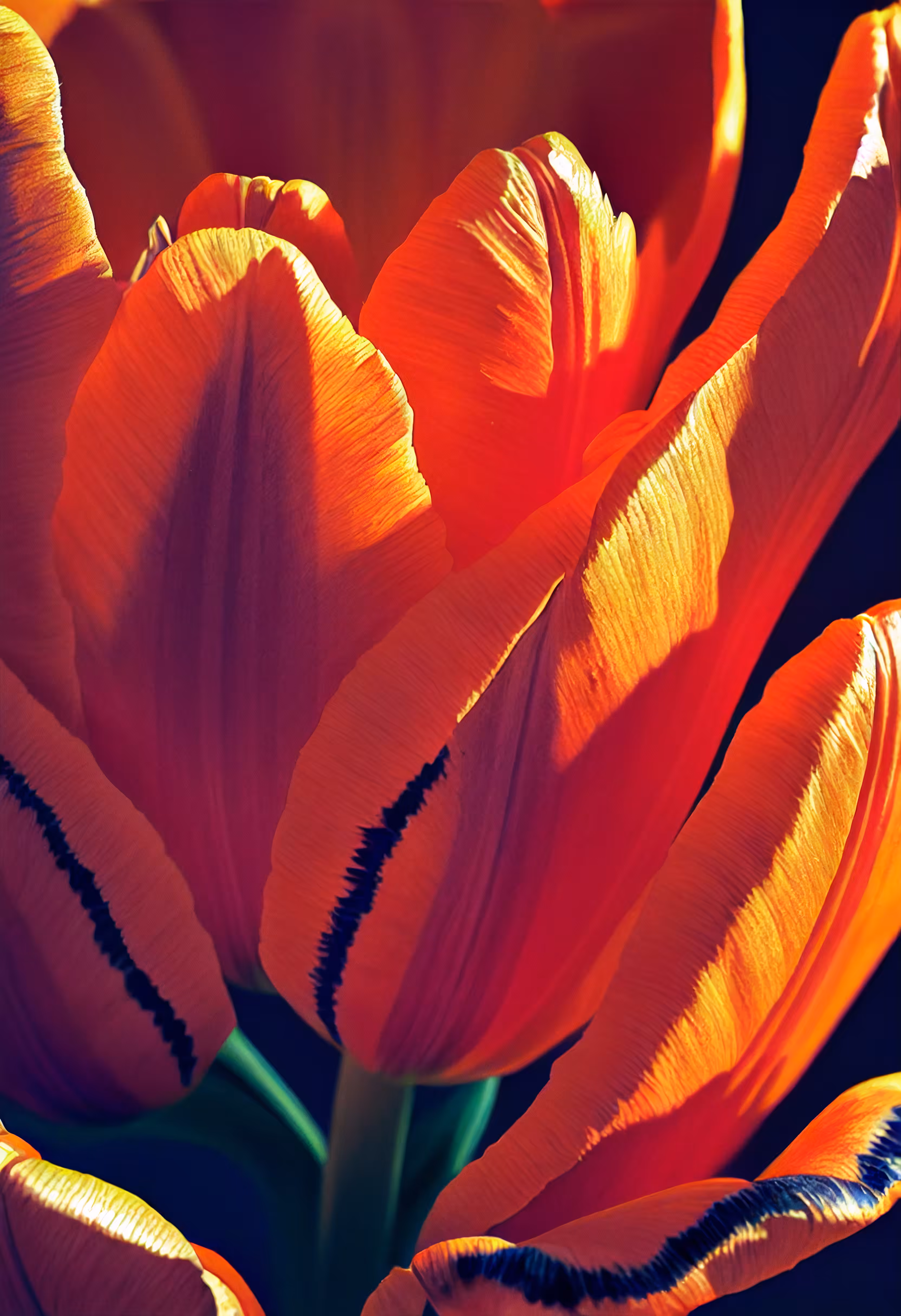 A Flower, Just For You. #109