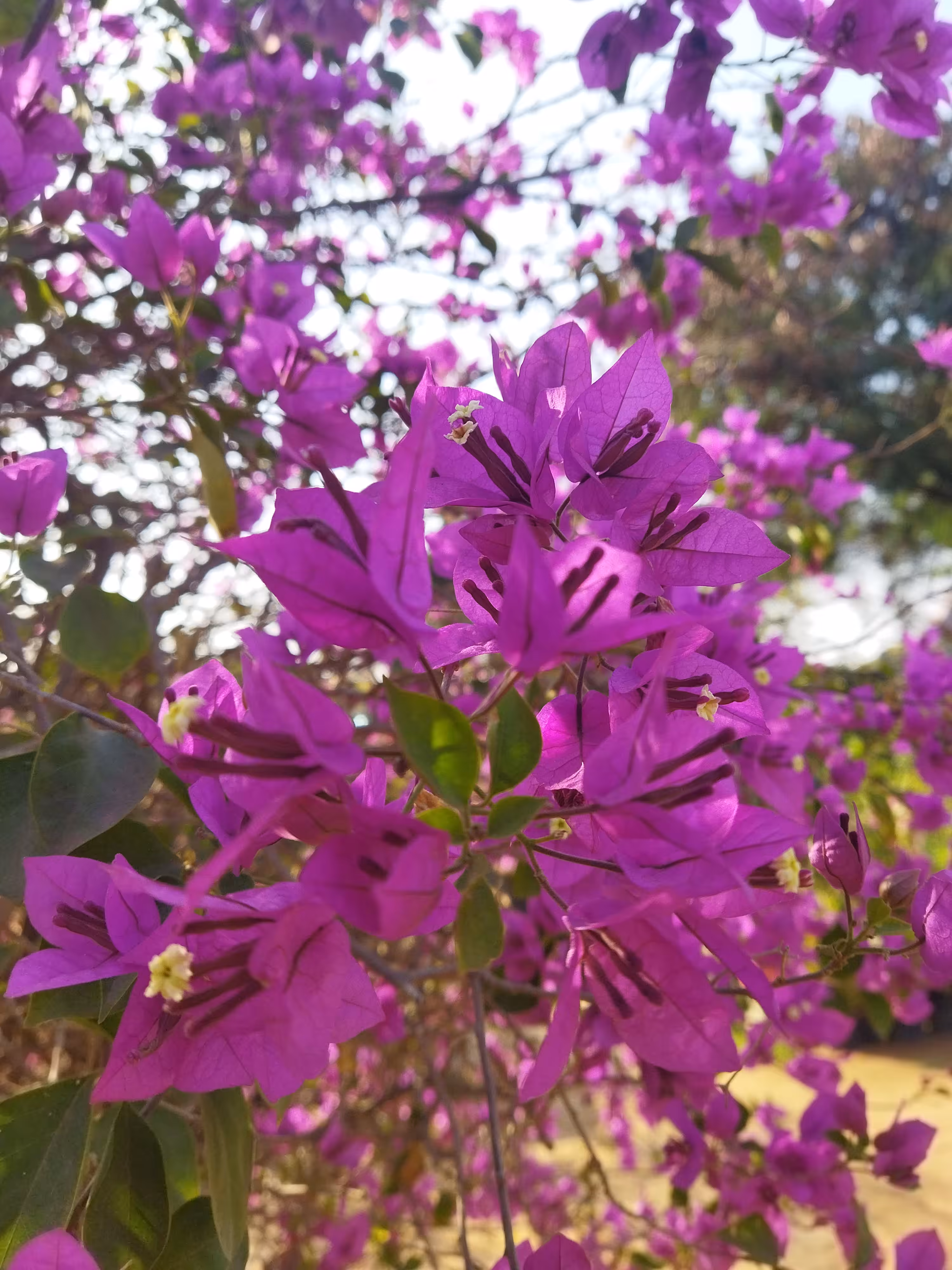Bougainvillea 