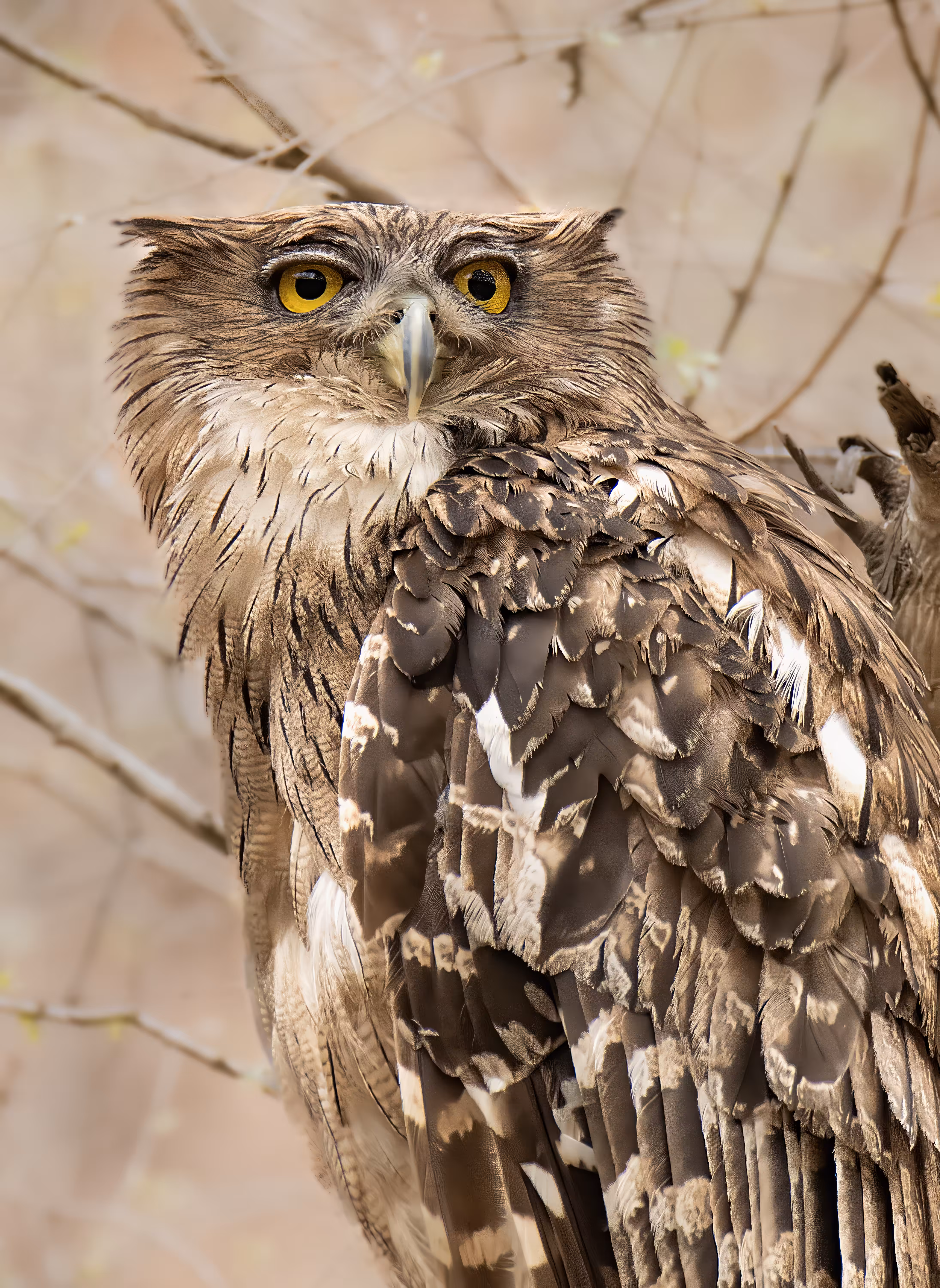 Brown Fish Owl