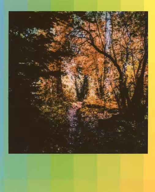 Into the Woods