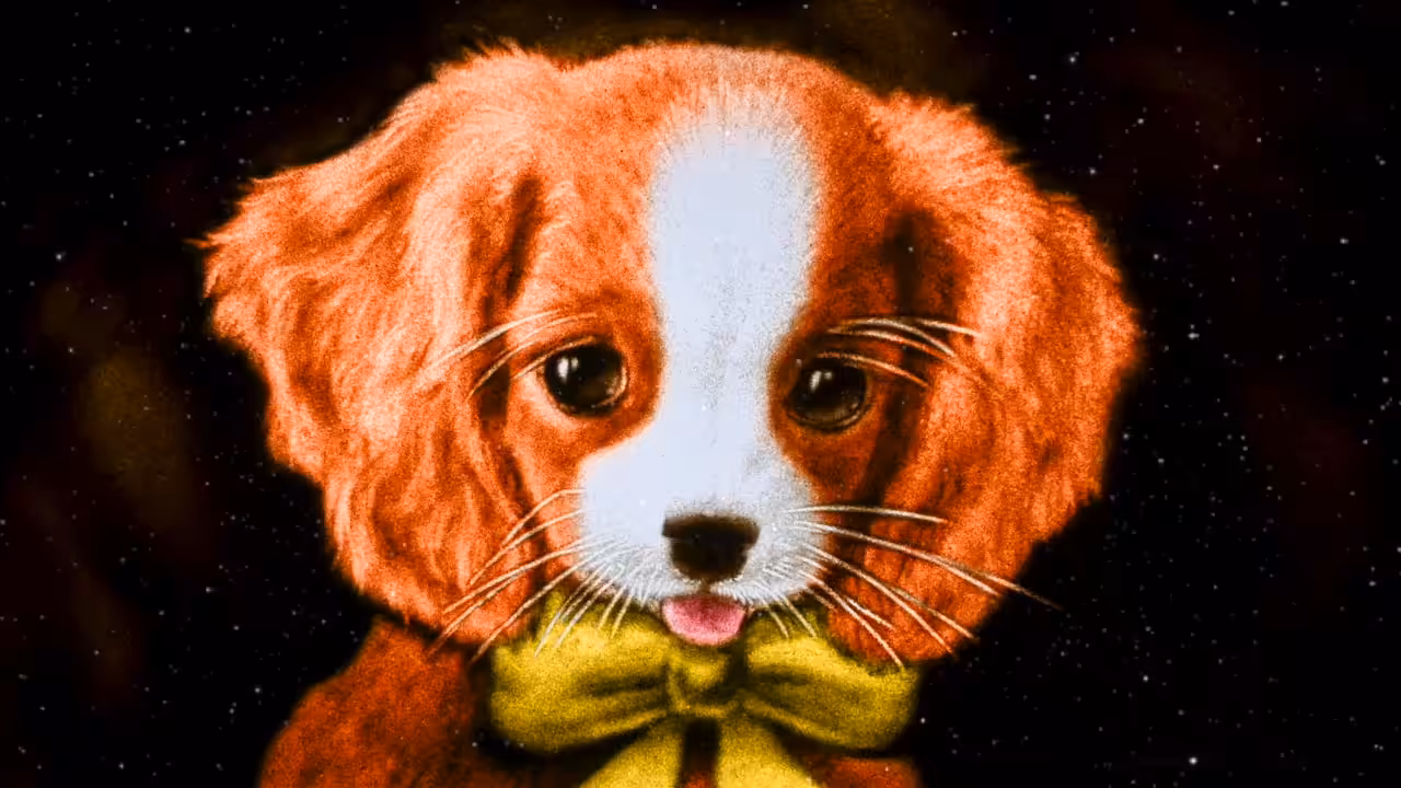 Spaniel Puppies